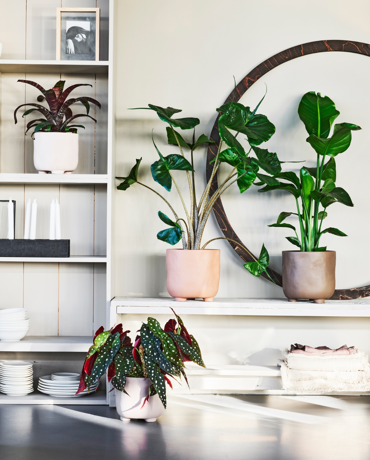 Planten met pot in de kast, v.l.n.r.: Vriesea Red chestnut in Sanded Pink pot, Alocasia Stingray in Faded Rust pot, Strelitzia Nicolai in Camel Brown pot, Begonia Maculata in Stone Grey pot vtwonen. Fotolijst, servies, kaarsenkandelaar, tafelkleed vtwonen. Houten cirkel privébezit. vtwonen 03-2020 | productie &amp; styling Tanja Saarberg | fotografie Sven Benjamins