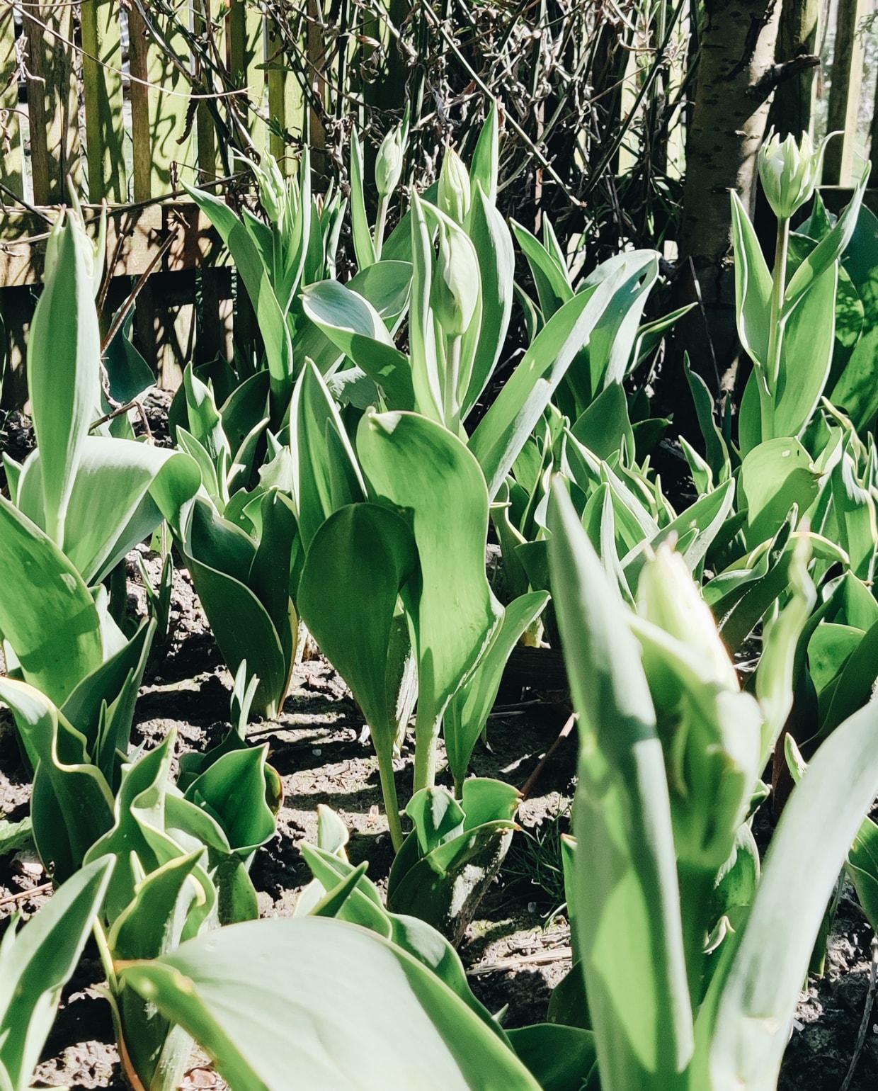 'Bloeien de tulpen bij jullie al? Hier is het aftellen hoor, tot de tulpen en de pulletjes er zijn.. Bijna weer kleur in de foto's!' Tulpen in de tuin van Vivian Hoebe en Mark Niedorp. Vivian Hoebe en Mark Mulder