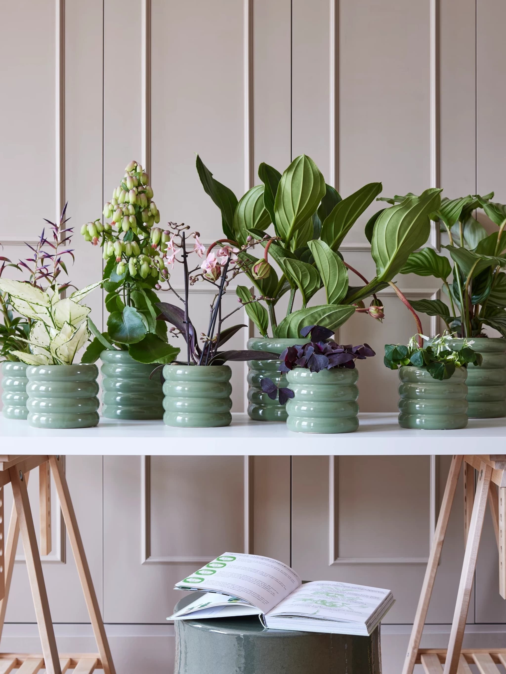 deze planten kun je makkelijk stekken