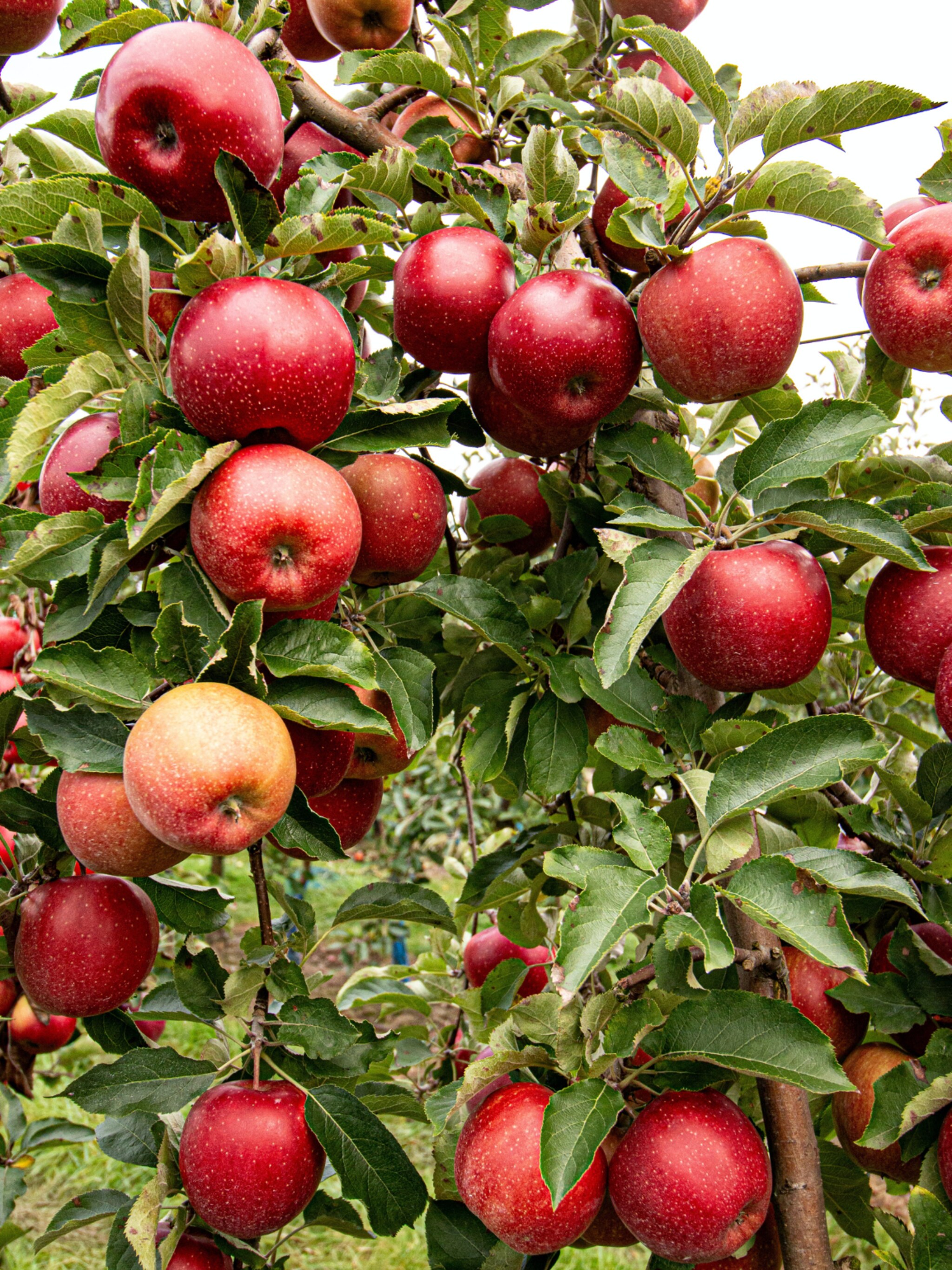 malus domestica appel