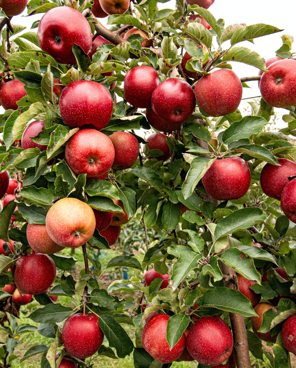 Alles wat je wilt weten over de appelboom: van kiezen tot kopen en planten Unsplash Marek Studzinski