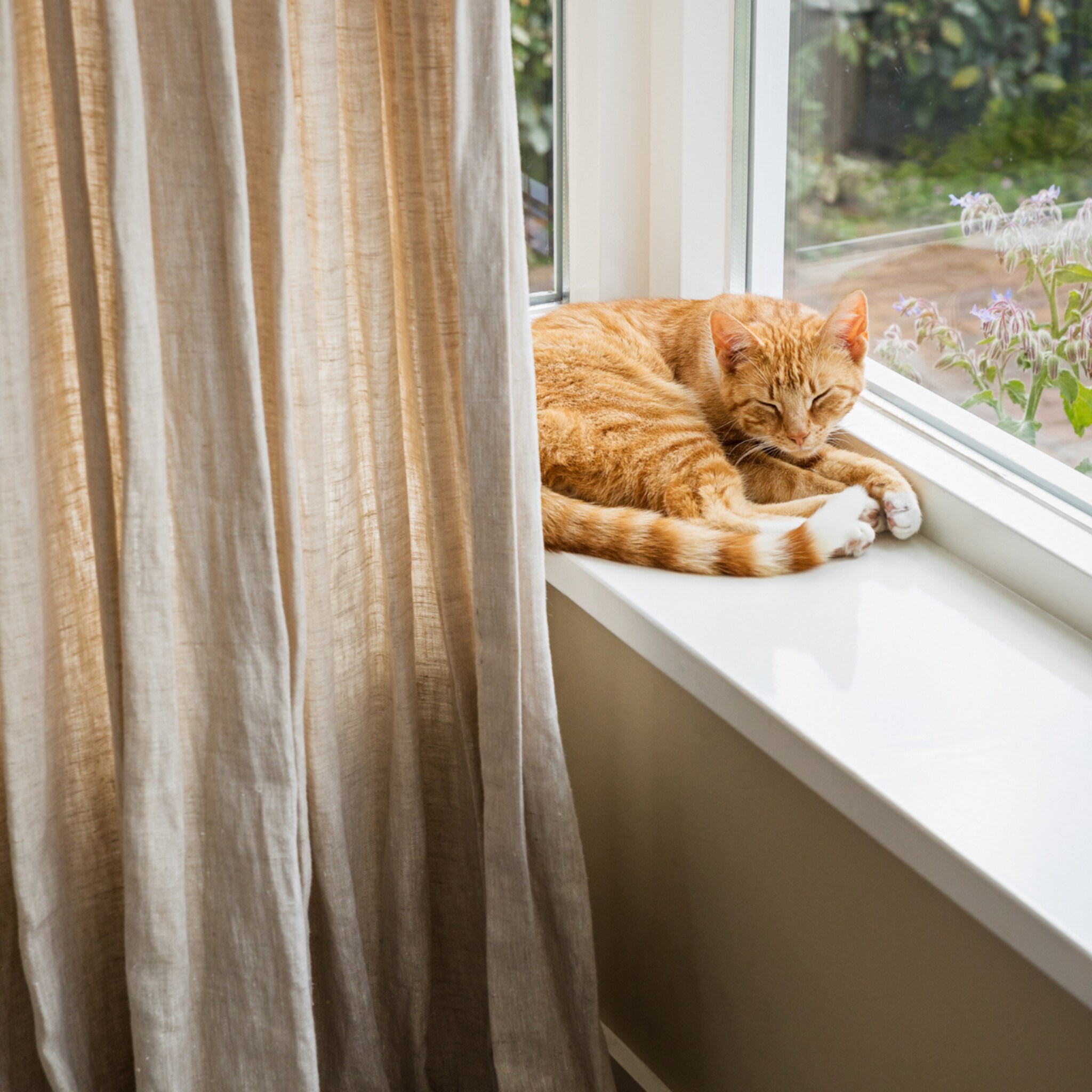 deze bloemen zijn giftig voor katten
