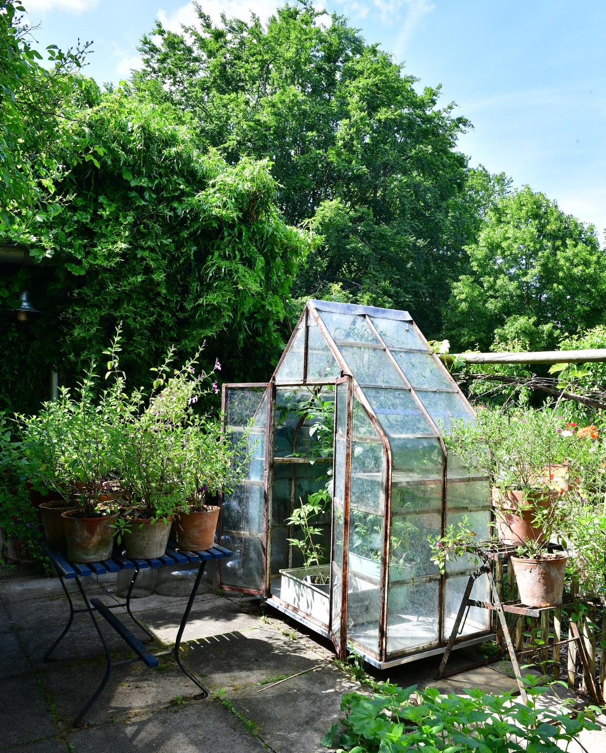 De piepkleine kas is gebouwd met materiaal van oude Franse druivenkassen. Nitha kweekt er tomaat en komkommer in. Op de tafel staan diverse soorten Salvia. vtwonen tuinspecial 8 | fotografie Sietske de Vries