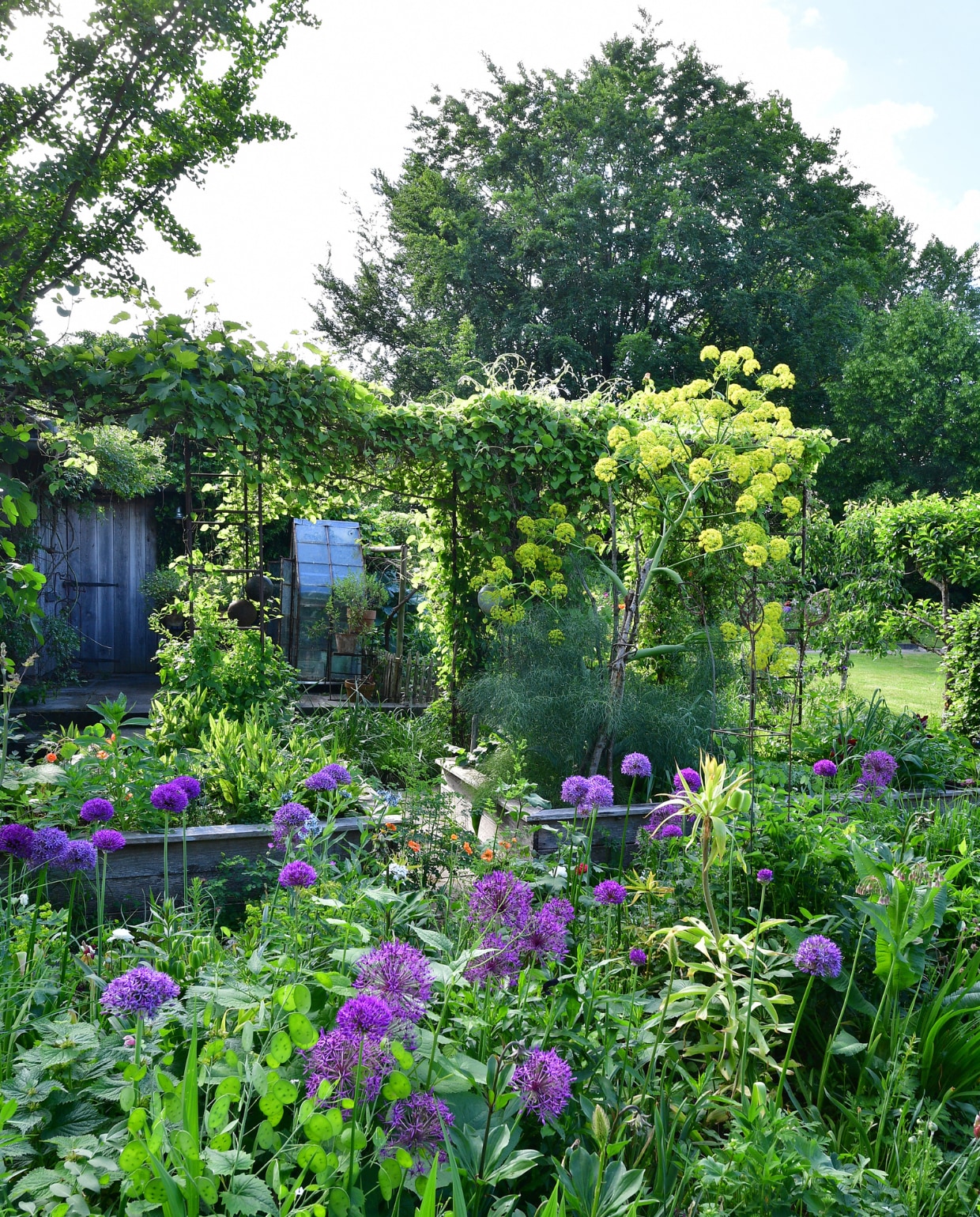 Paarse Alliums, de oranje Geum 'Totally Tangerine' (nagelkruid) en de grote gele bloemen Ferula communis (Corsicaanse schijnvenkel) geven kleur aan de voorjaarsborders in de binnentuin. vtwonen tuinspecial 8 | fotografie Sietske de Vries