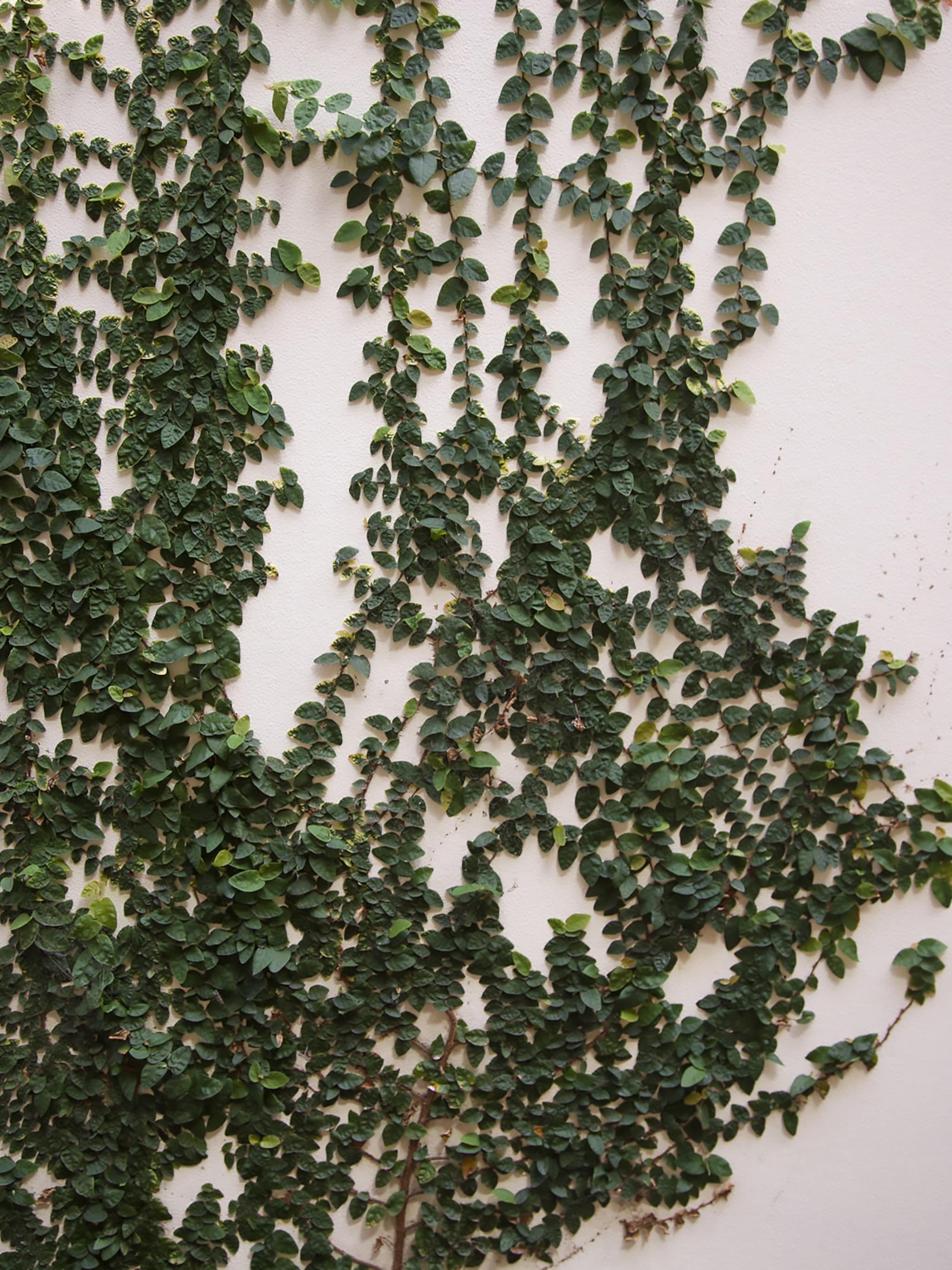 een plantenwand voor binnen zo creeer je een groene oase aan de muur