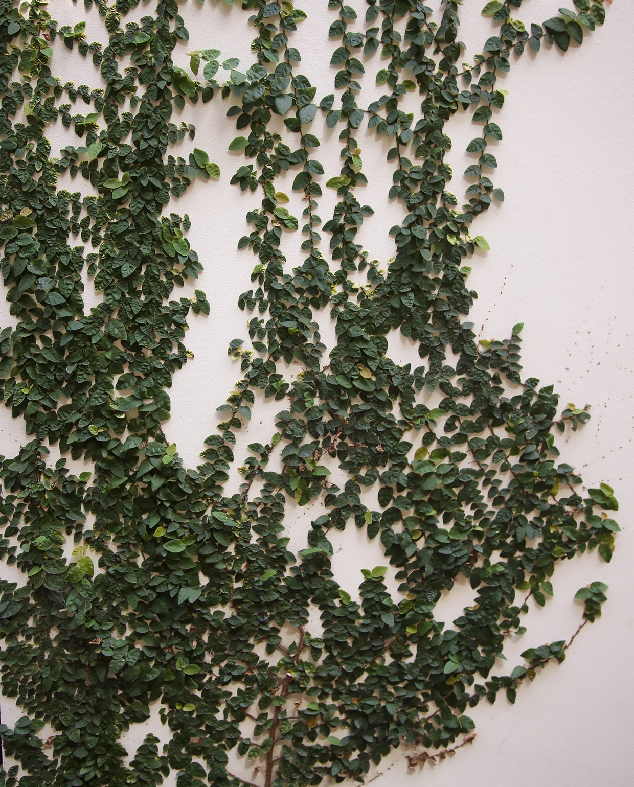 Plantenwand Unsplash