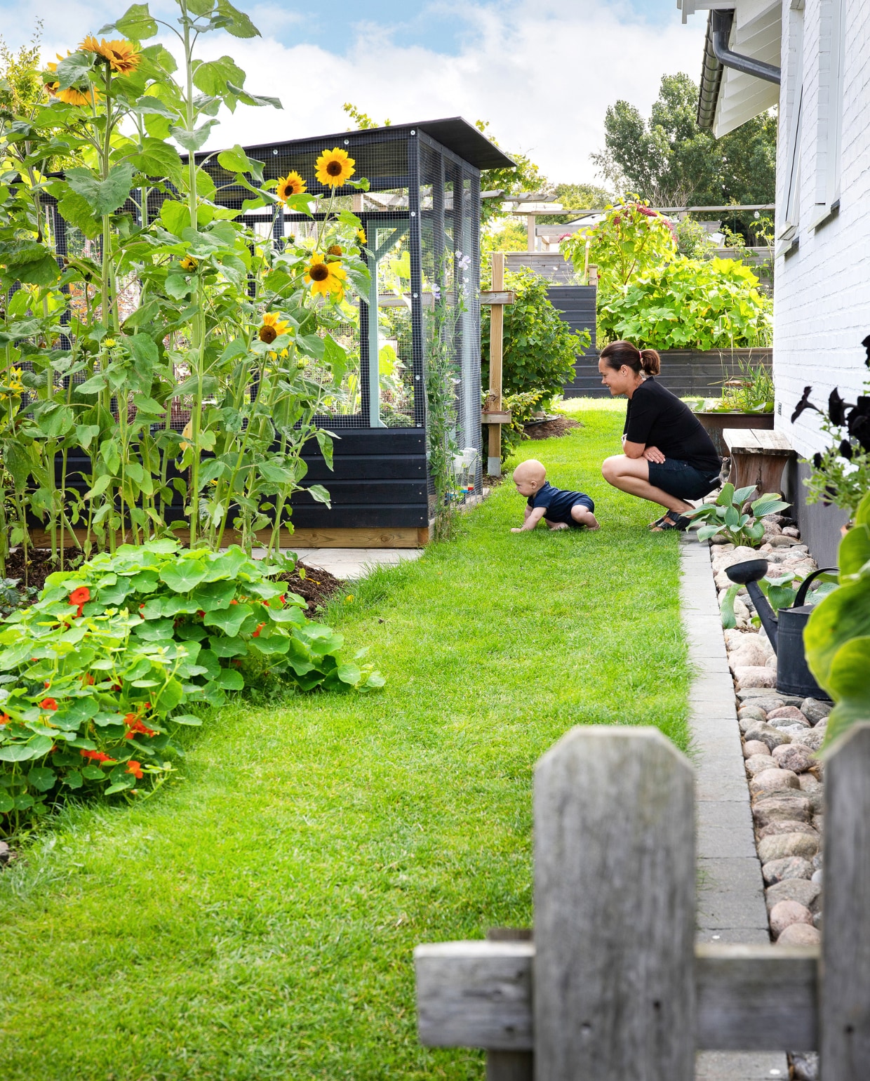 Het smalle pad langs de noordkant van het huis biedt ruimte aan planten én dieren. Zonnebloemen en Oost-Indische kers doen het hier goed. Naast de kwartelkooi komt binnenkort een konijnenkooi. vtwonen special tuin 08 | productie House of Pictures | fotografie Anna Örnberg
