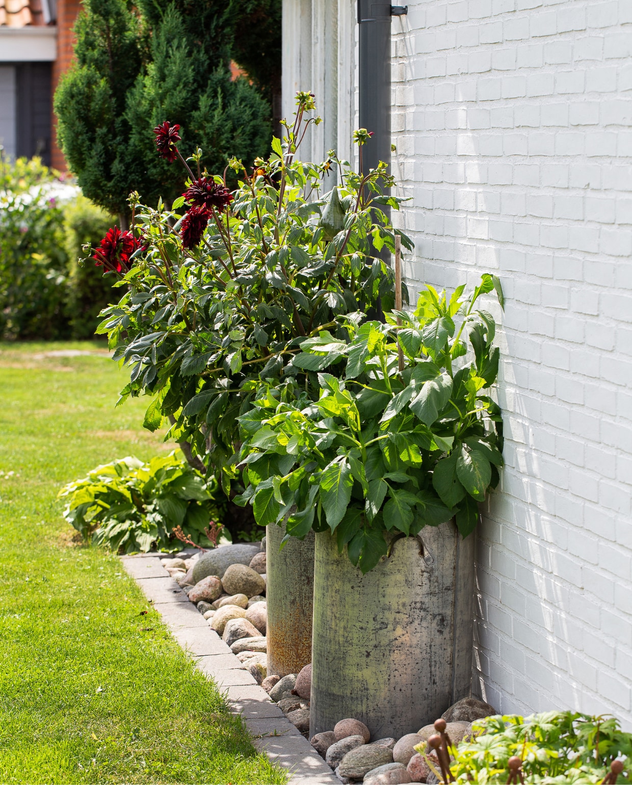 Langs het huis staan weinig planten. In plaats daarvan is een sierborder van keien gelegd, met hier en daar een grondplant of een grote pot, zoals de hier de bloeiende dahlia Arabian Night. vtwonen special tuin 08 | productie House of Pictures | fotografie Anna Örnberg