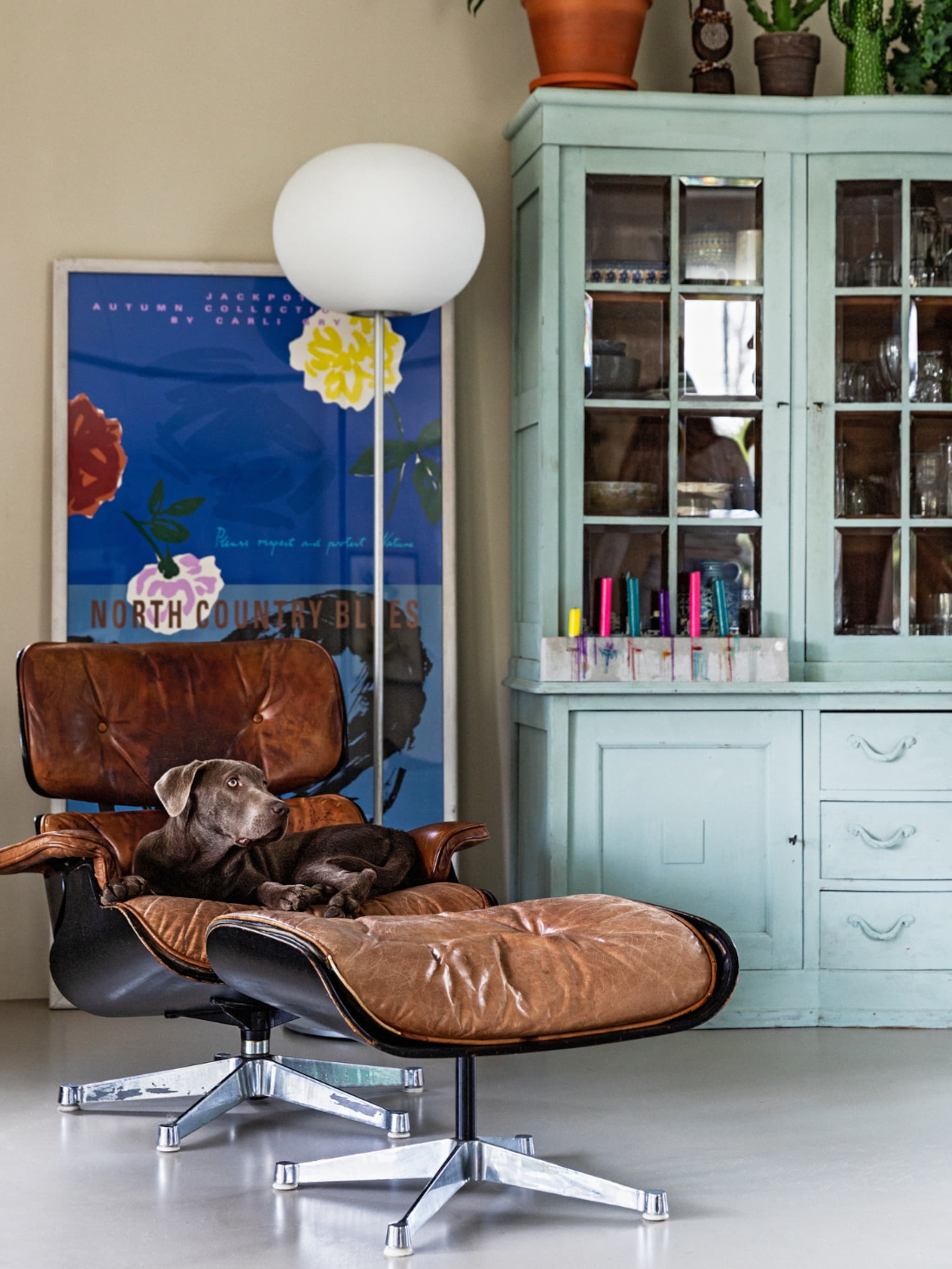 7x tips voor een hondvriendelijk en stijlvol huis