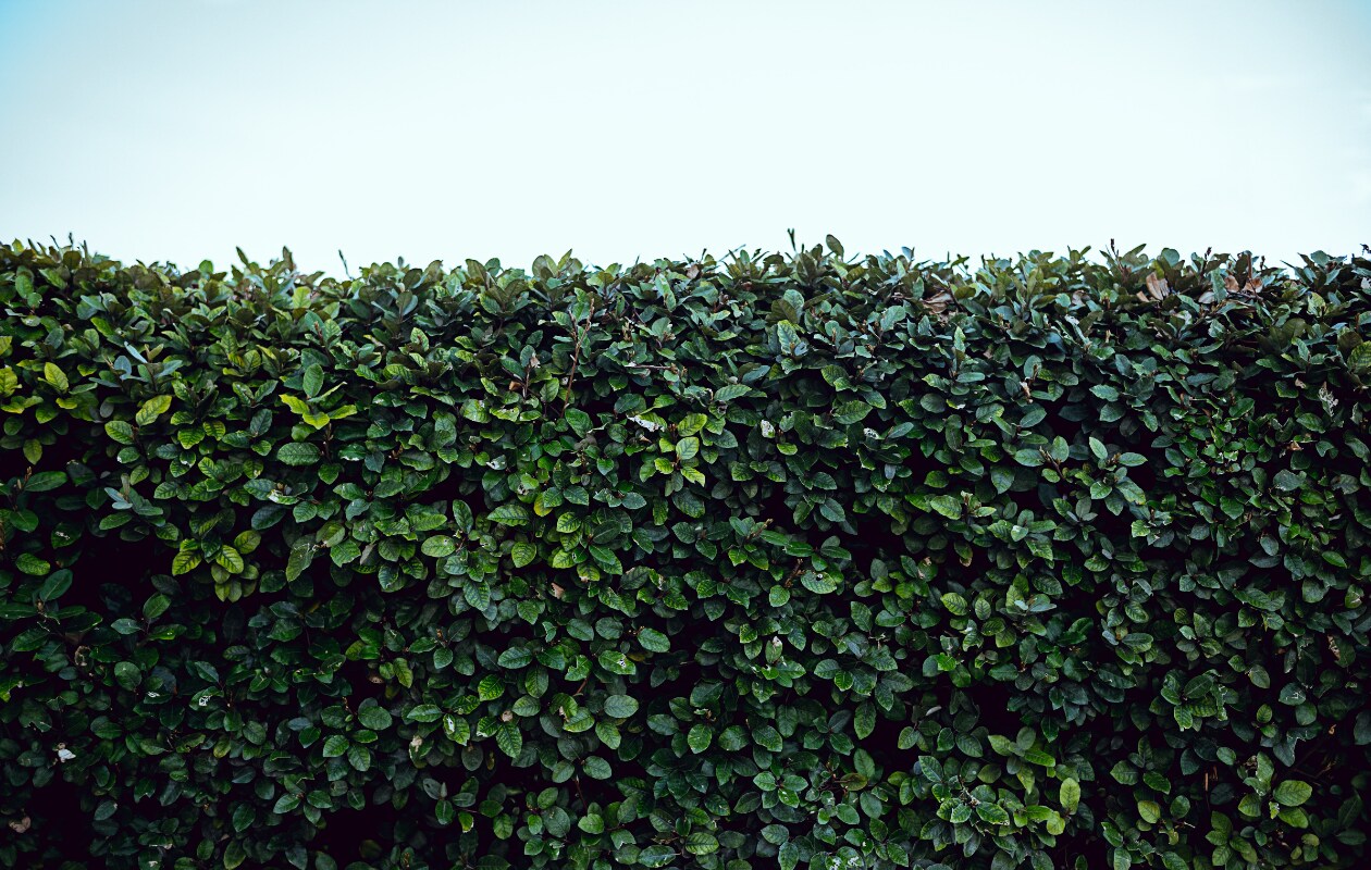 Haag Unsplash