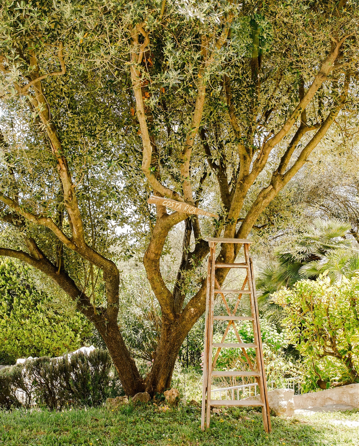 Mathilde maakt olie van eigen olijfoogst; in de tuin stonden twaalf olijfbomen van meer dan honderd jaar oud. vtwonen special binnenkijken 171-2022 | productie The Sisters Agency | styling fotografie en tekst Marta Puglia