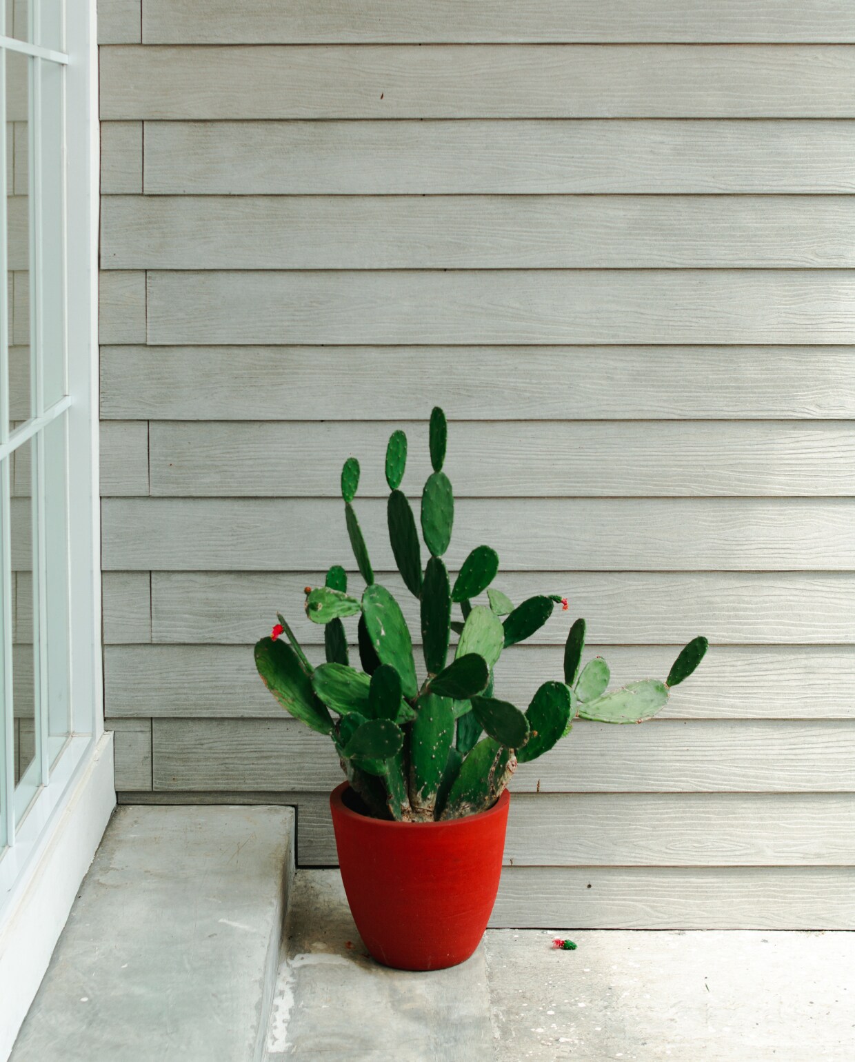 Opuntia cactus Pexels.com