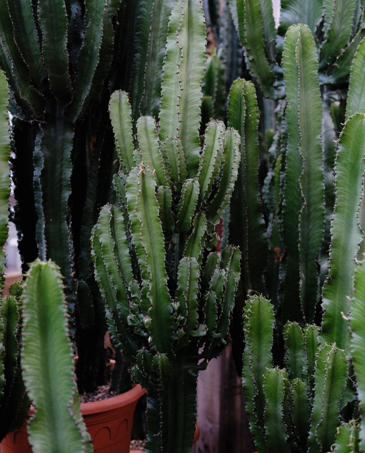 Euphorbia cactus Pexels.com