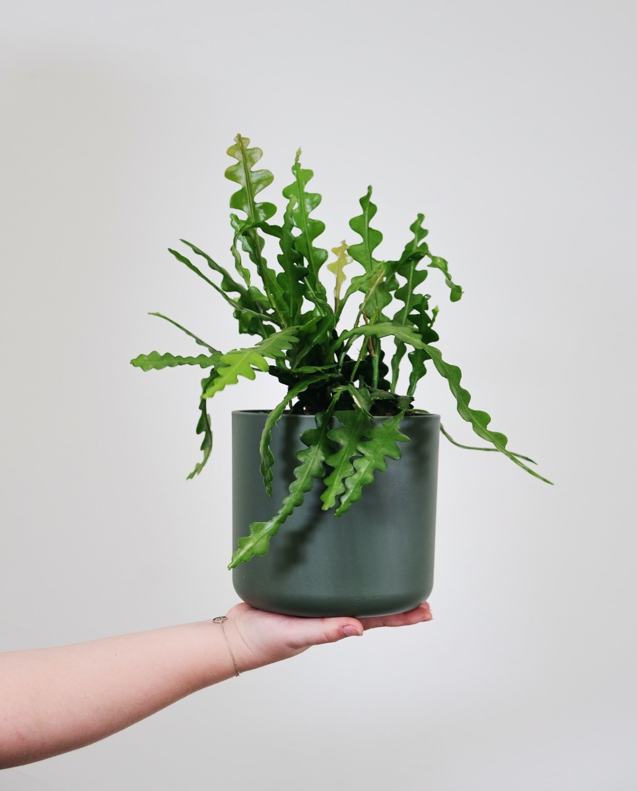 Zaagcactus Unsplash