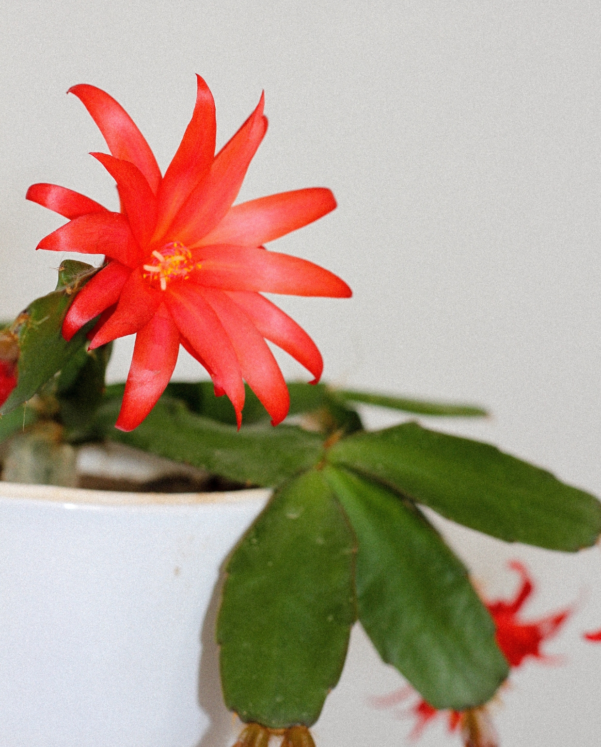 Lidcactus Pexels.com