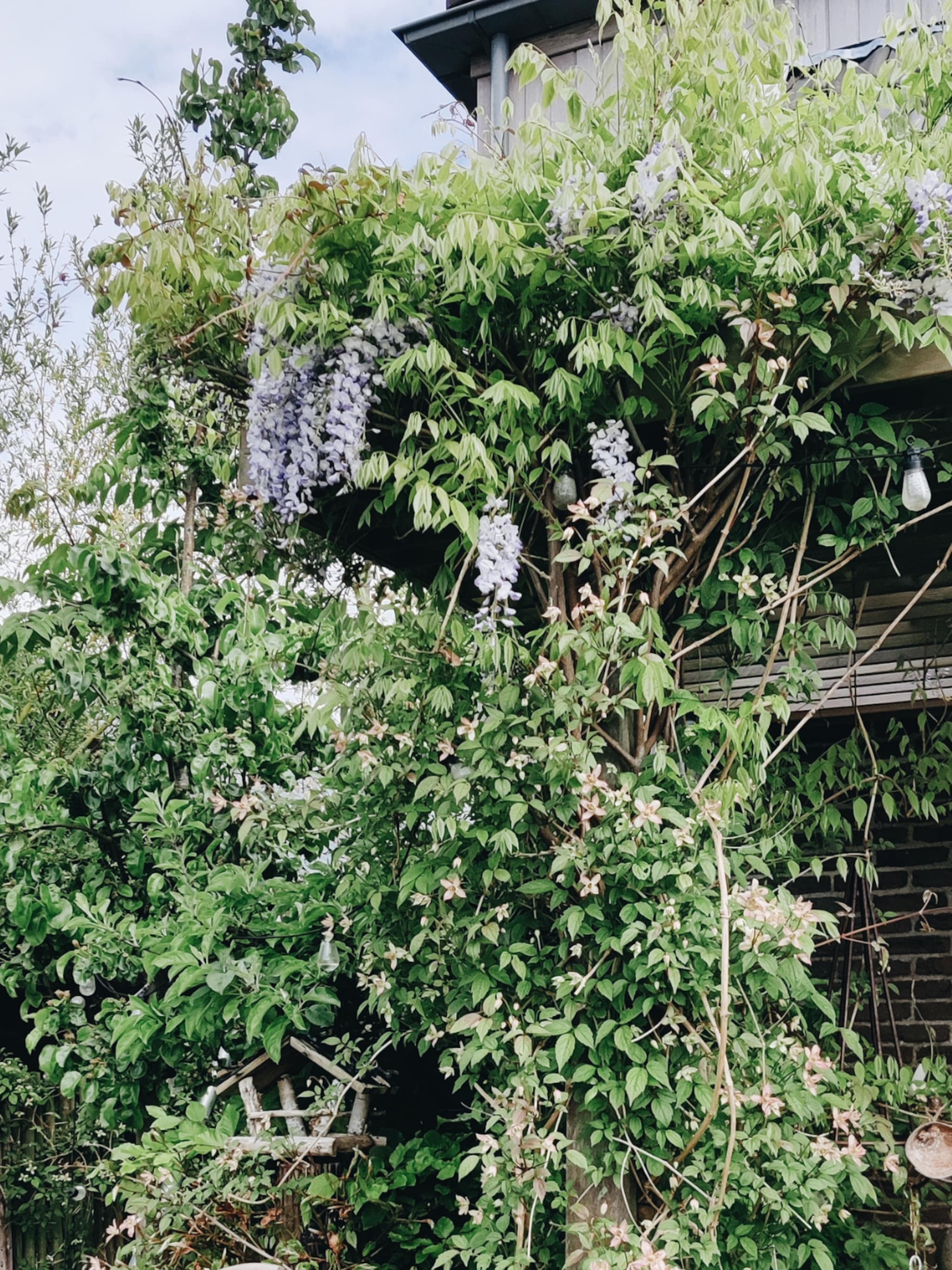 klimplanten voor in de tuin
