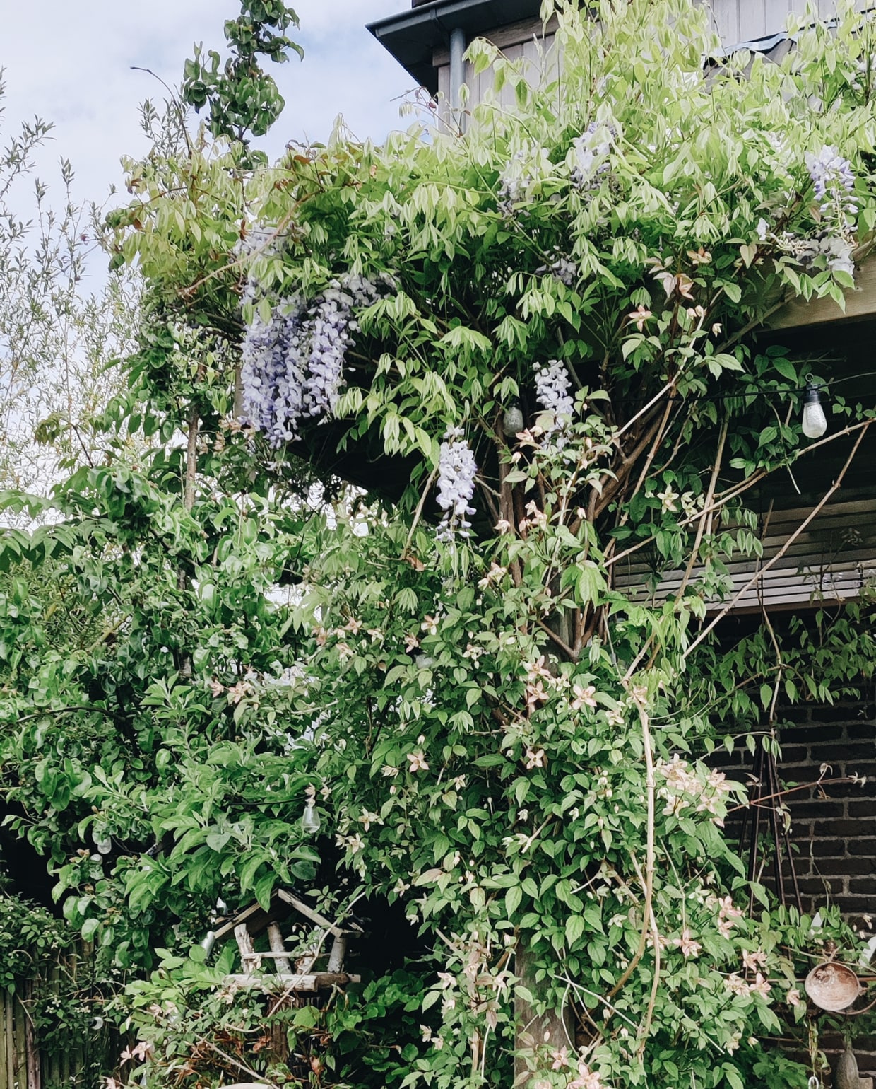 Om de pergola Clematis met blauwe regen. Vivian Hoebe en Mark Mulder