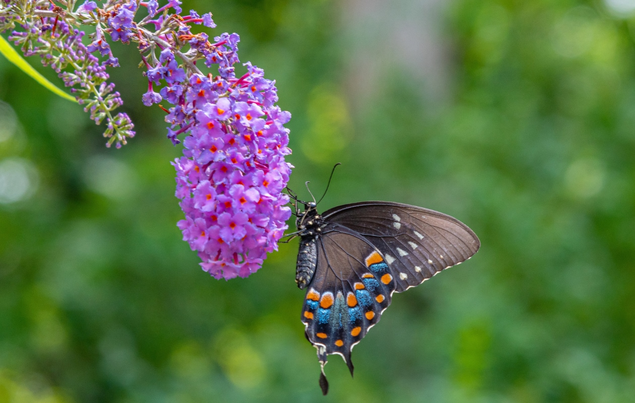 Vlinderstruik. Melissa Burovac via Unsplash