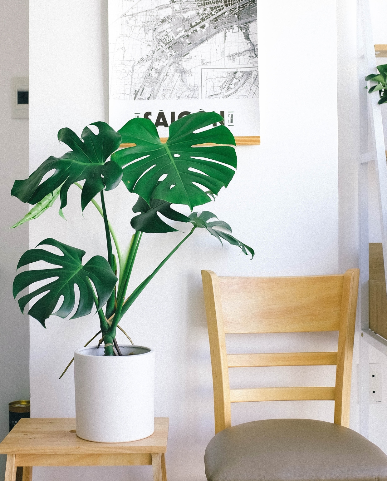 Monstera Pexels.com