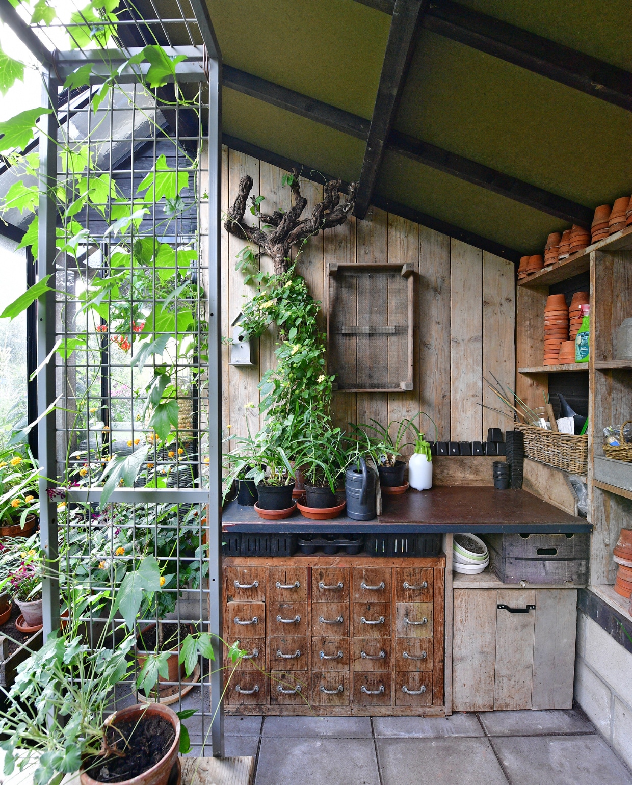 In de antieke spijkerkast bewaart Jan hand-schoenen, touw, binddraad, etiketten, stiften, scharen en kniptangetjes. De plant op de voorgrond is een geranium Pelargonium sidoides. Naast de kast een grote steigerhouten la op wieltjes. Tegen de muur een oude wijnrank en een oude bollenbak met gaas in de bodem. Vogelhuisje, gieter en plantensproeier van Intratuin, in de potten Suzanne met de mooie ogen. De terracottapotten scoorde Jan op Marktplaats. vtwonen special tuin 04 | fotografie Sietske de Vries | styling Ina ter Haar
