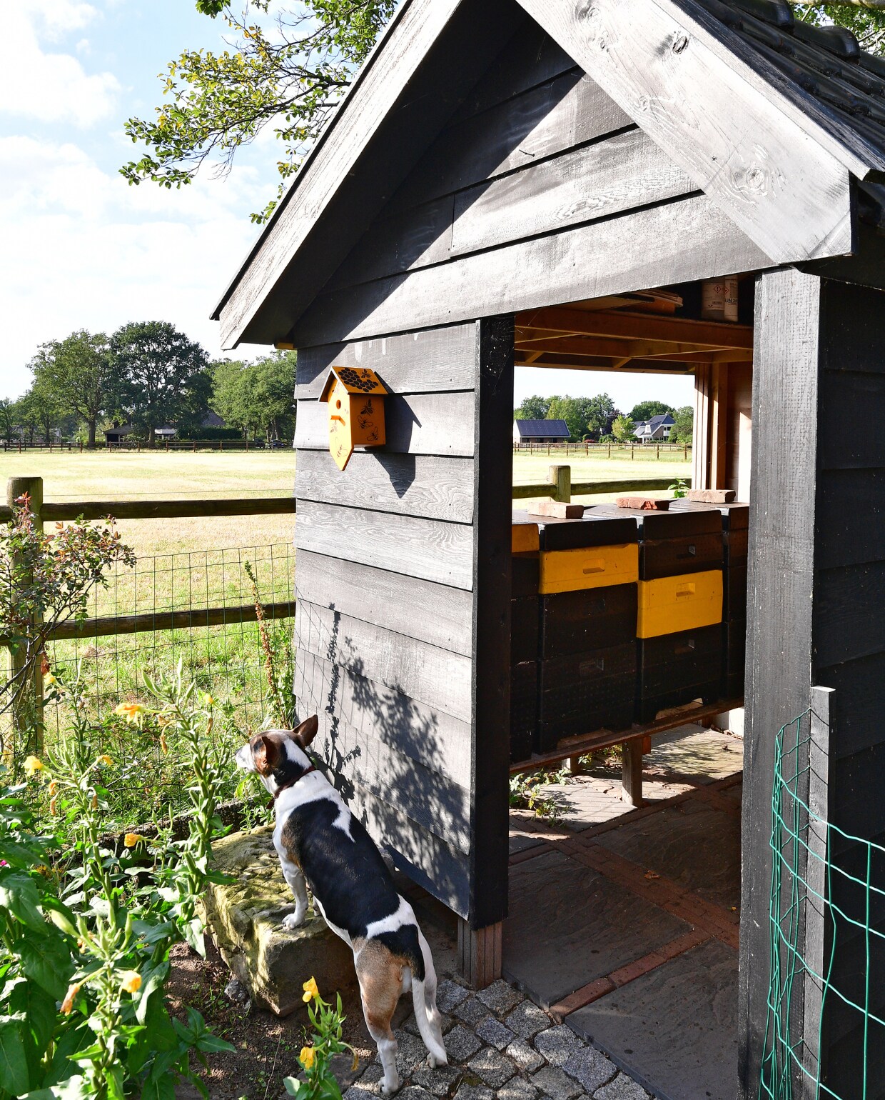 De door Jan gebouwde bijenstal die open is aan twee kanten, wordt bevolkt door vier bijenvolken. Ze produceren volgens Ina de allerlekkerste honing die er is. Opvallend: zowel de smaak als de kleur als de hoeveelheid is elke keer weer anders; variërend van gebroken wit tot diep donkerbruin. Ook imker worden? Op bijenhouders.nl is veel informatie te vinden. vtwonen special tuin 04 | fotografie Sietske de Vries | styling Ina ter Haar