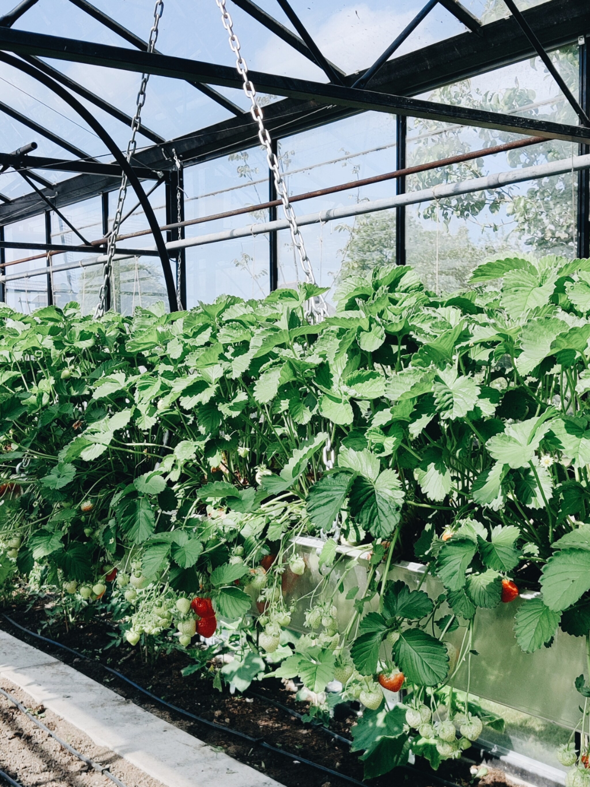 van rabarber oogsten tot meloenen verkassen dit doen tuinexperts vivian en mark dit seizoen in de moestuin en kas