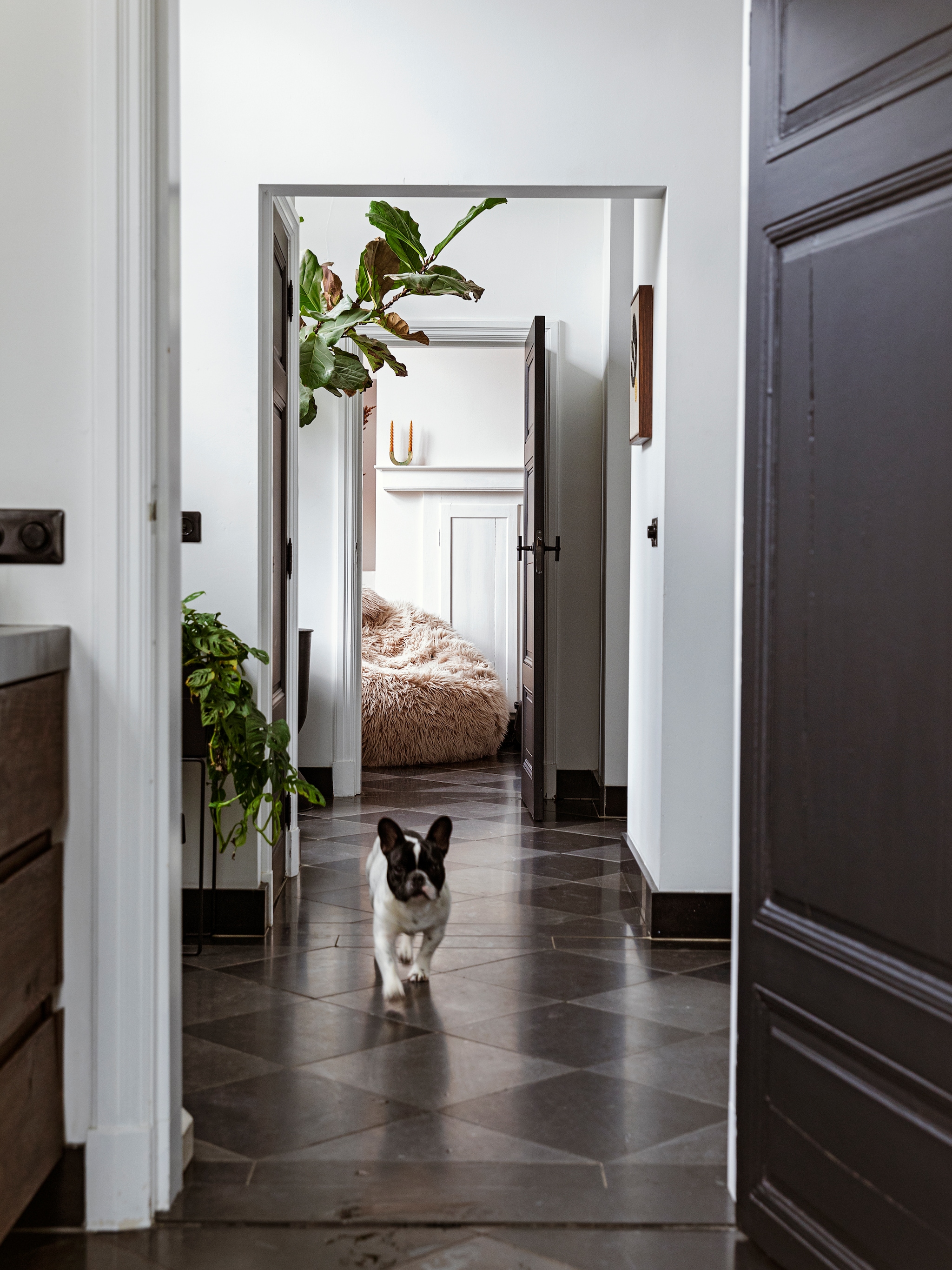 houd je huis dier koel 7 tips om honden en katten de warme dagen door te helpen