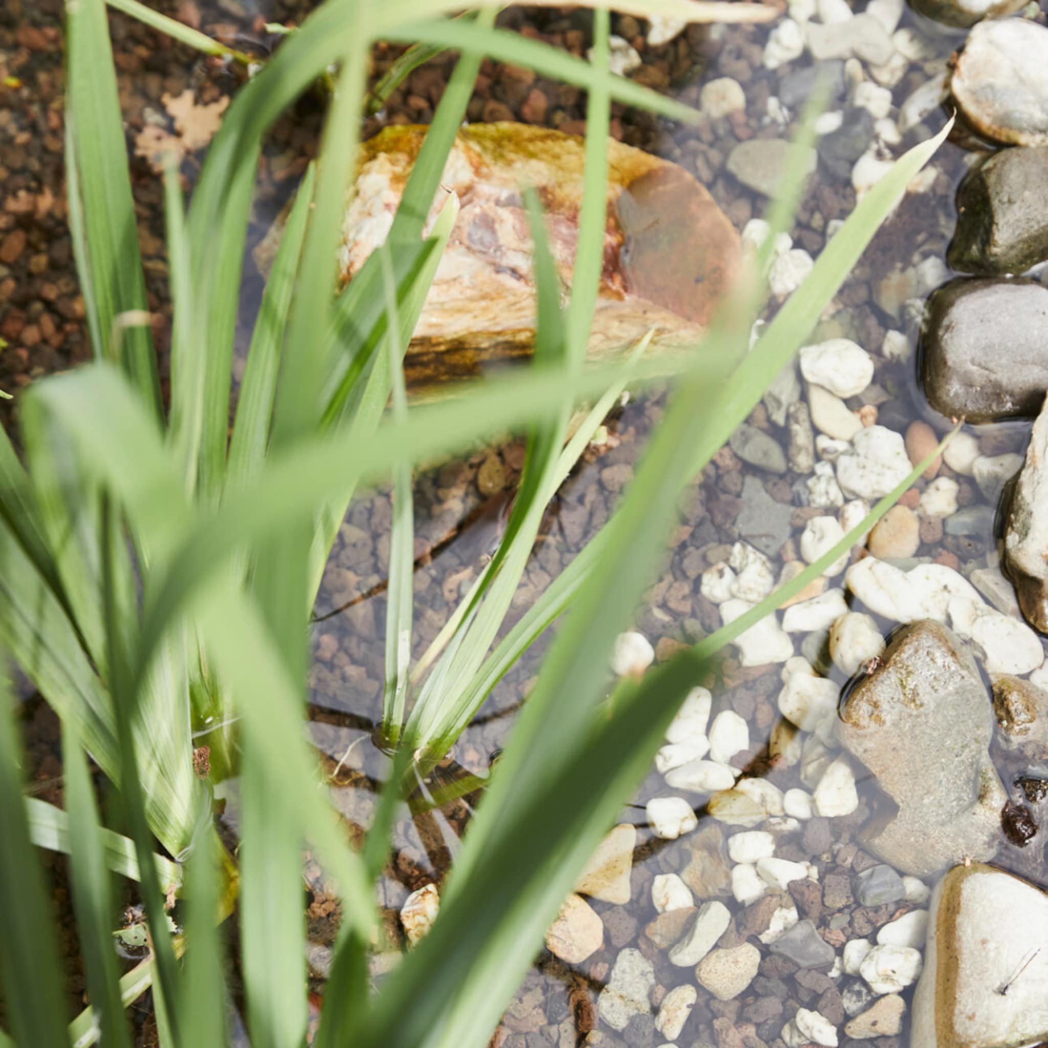 vijvertuin vijver in de tuin advies