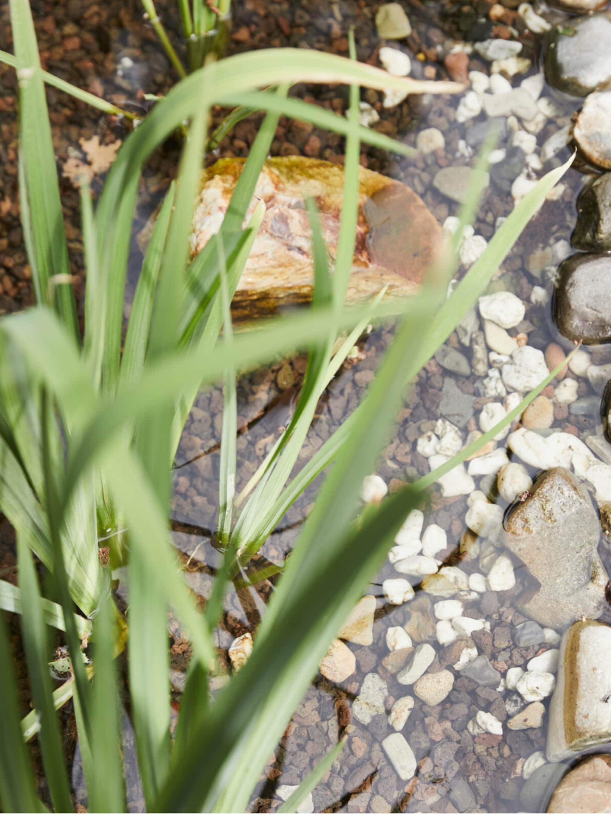 vijvertuin vijver in de tuin advies