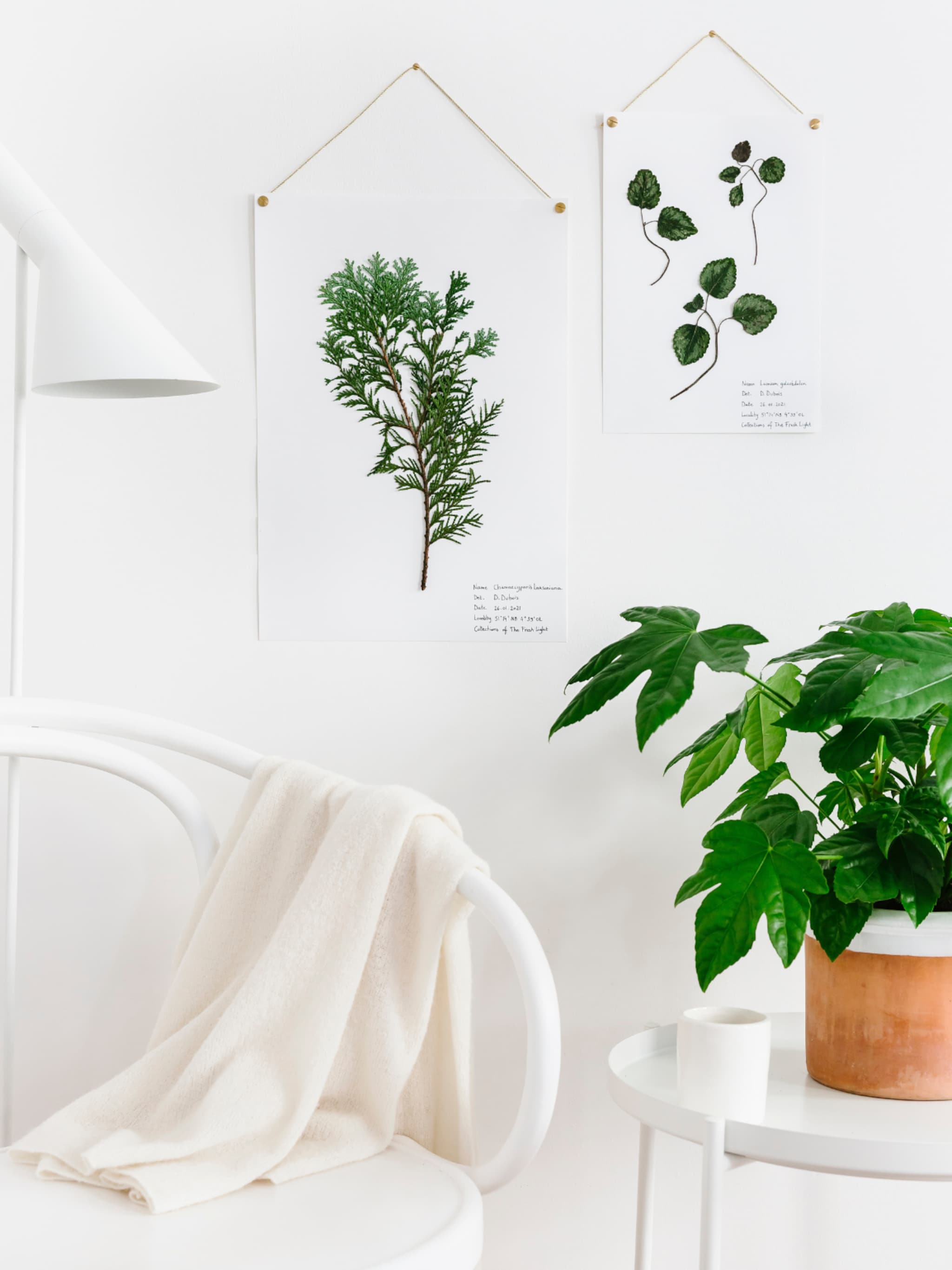 zwarte beestjes op je kamerplant bestrijd ze met deze tips