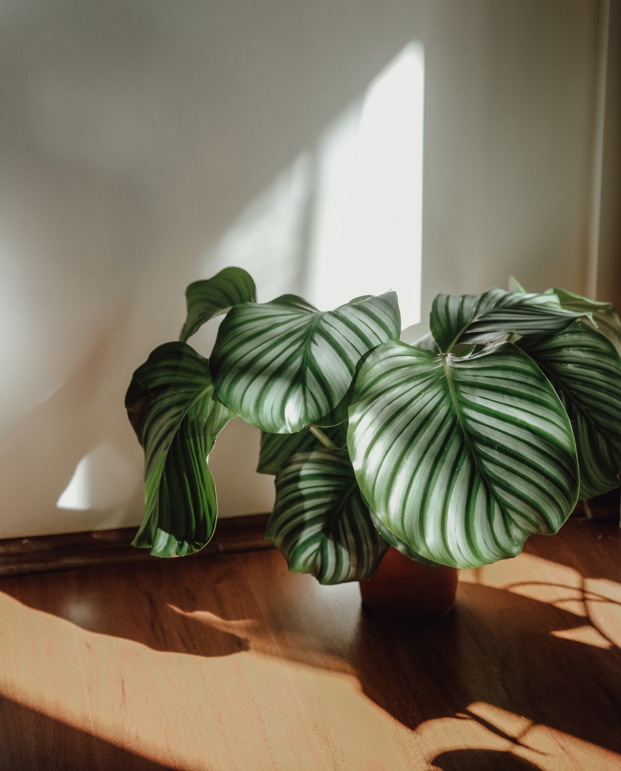 Calathea Orbifolia Pexels.com