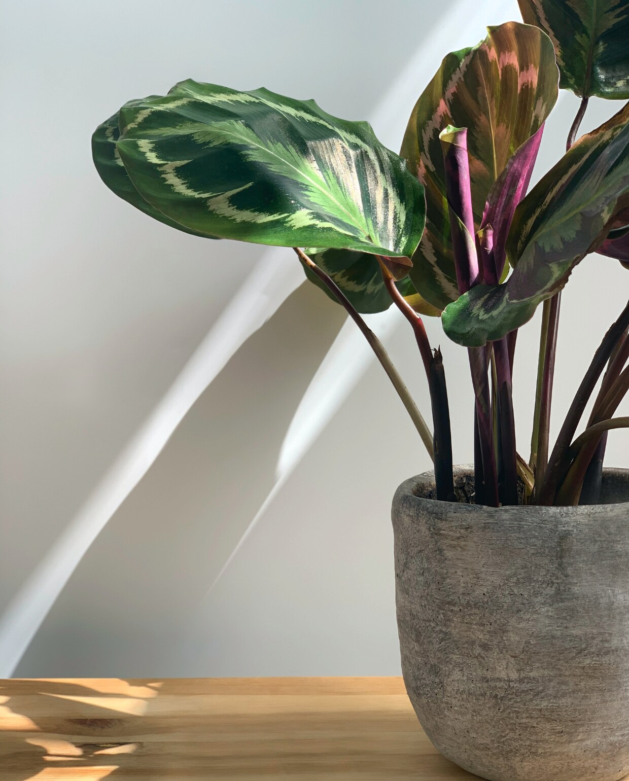 Calathea Medallion Pexels.com