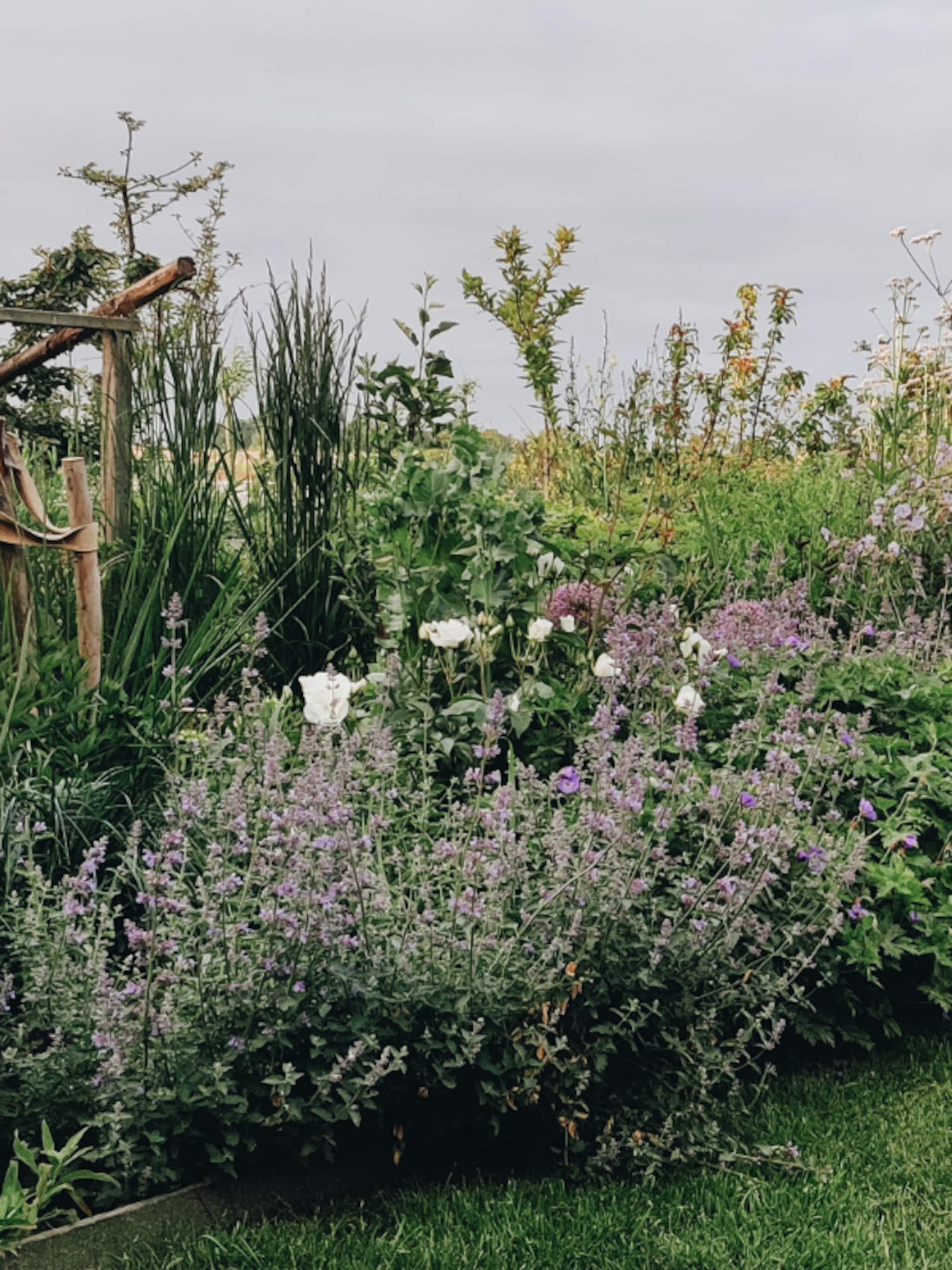 eerste hulp bij droogte in de tuin tuinexperts vivian en mark geven tips