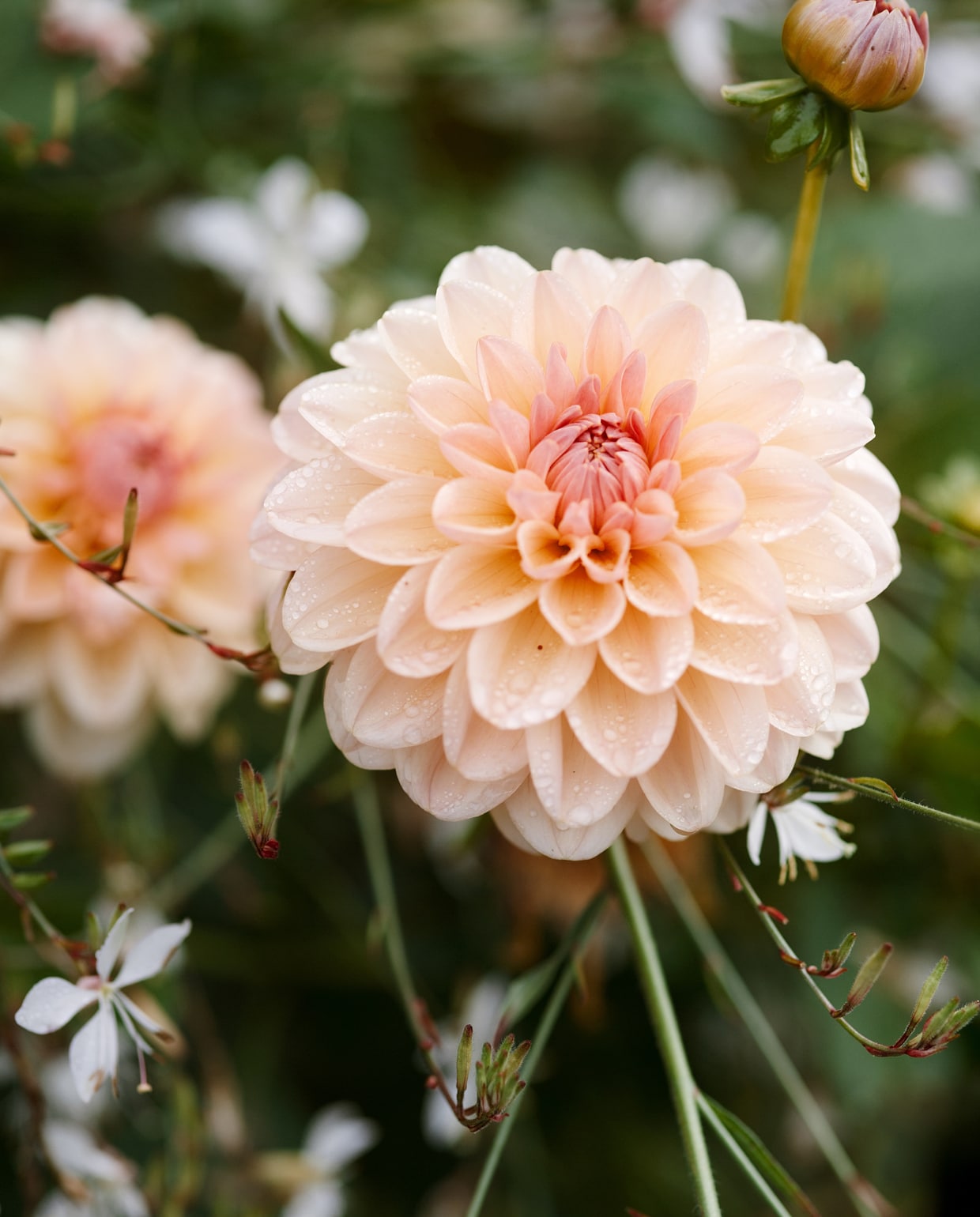 Dahlia plant vtwonen 2022-special TUIN 5 | binnenkijker 4 | styling Ilona Jongepier | fotografie Brenda van Leeuwen