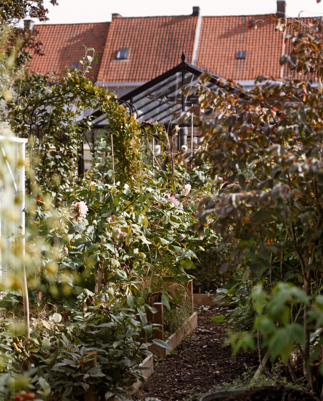 In de bloembedden groeien dahlia’s, Cosmea, siergrassen en Zinnia. De boom rechtsvoor is een Parrotia persica. Houtsnippers rondom zorgen voor een goede afwatering. Het metalen vat van de kringloop wordt gebruikt om bloembollen in te zaaien. vtwonen special tuin 5 | styling Ilona Jongepier | fotografie Brenda van Leeuwen