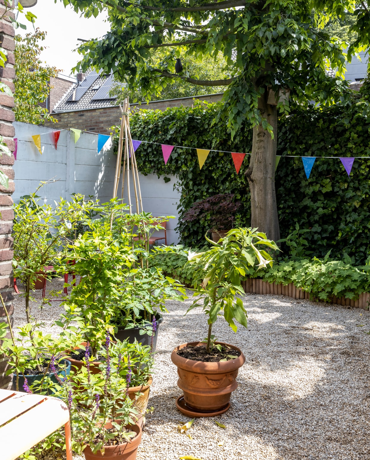 Stoel Marktplaats. Planten onder andere: tomaat, brugmansia, rozen, hortensia, salvia, geraniums, hibiscus. vtwonen 07-2023 | fotografie Henny van Belkom