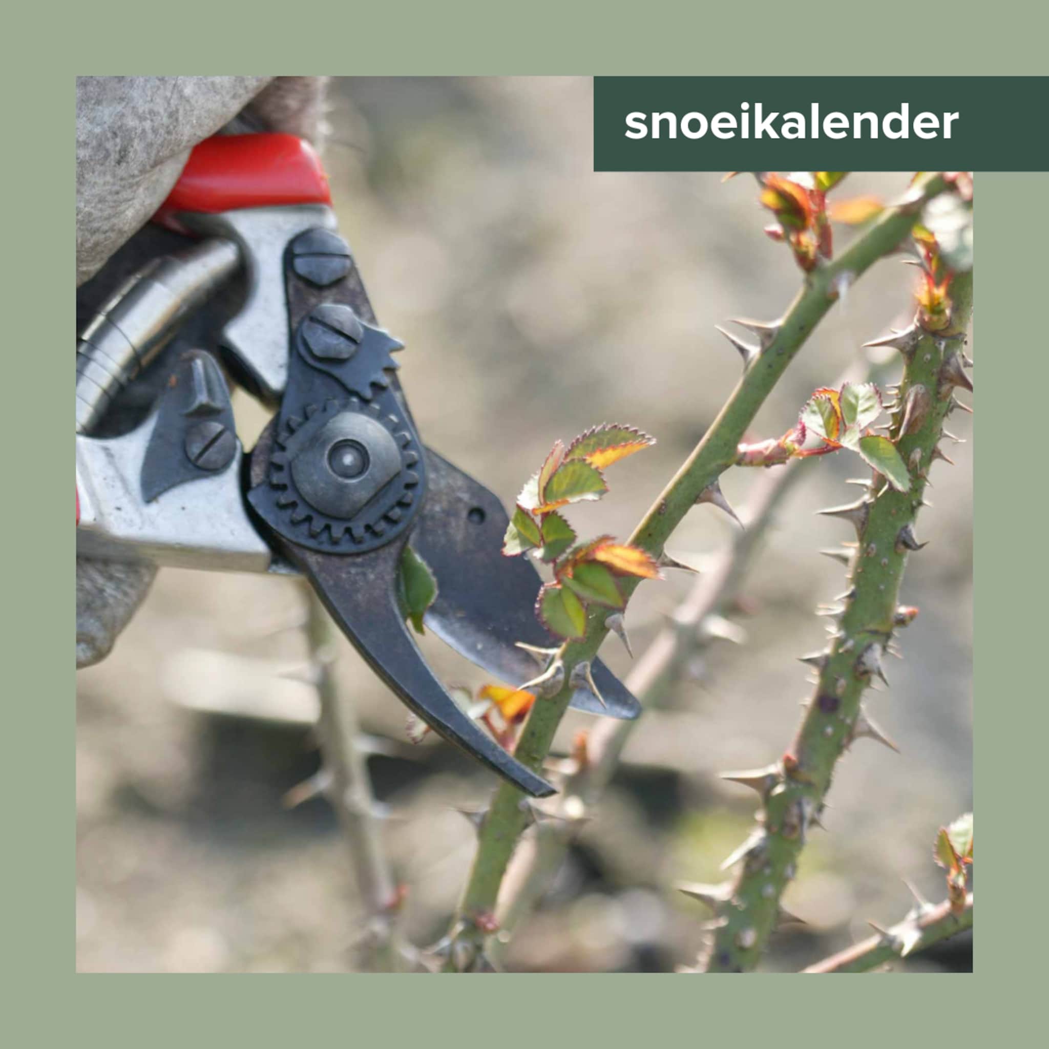 Homepage - tuin - snoeikalender