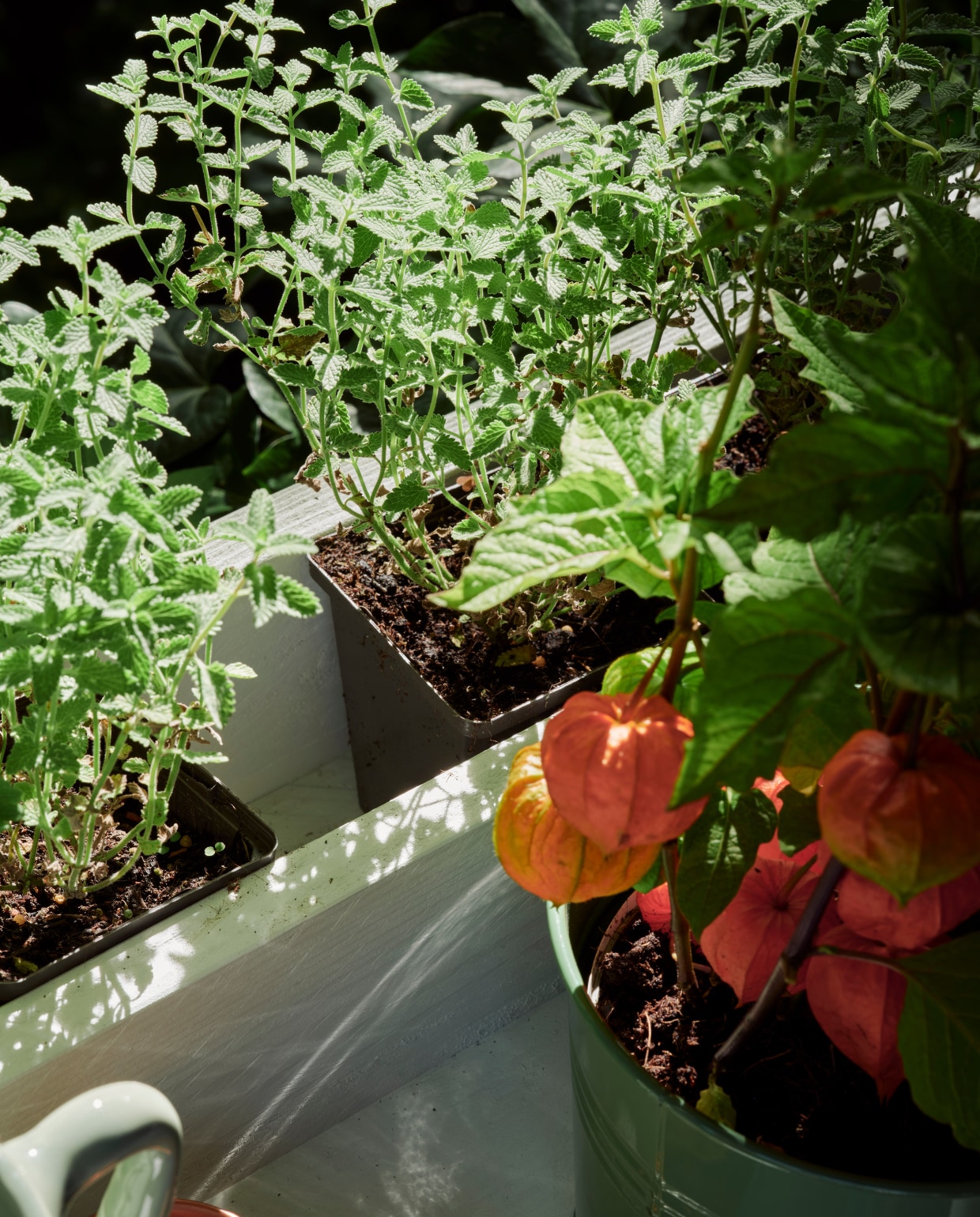 Zeegroene karaf, terra mokken Alva, klein, per stuk, linnen terra plaid (loods5.nl). Groene plantenpot (dille-kamille.nl). Groene emmer, plantenhanger, terra plantenpot Diego (intratuin.nl). Espadrilles en zonnebril privébezit. vtwonen 06-2023, tuin special 6 | styling Moniek Visser | fotografie Sven Benjamins