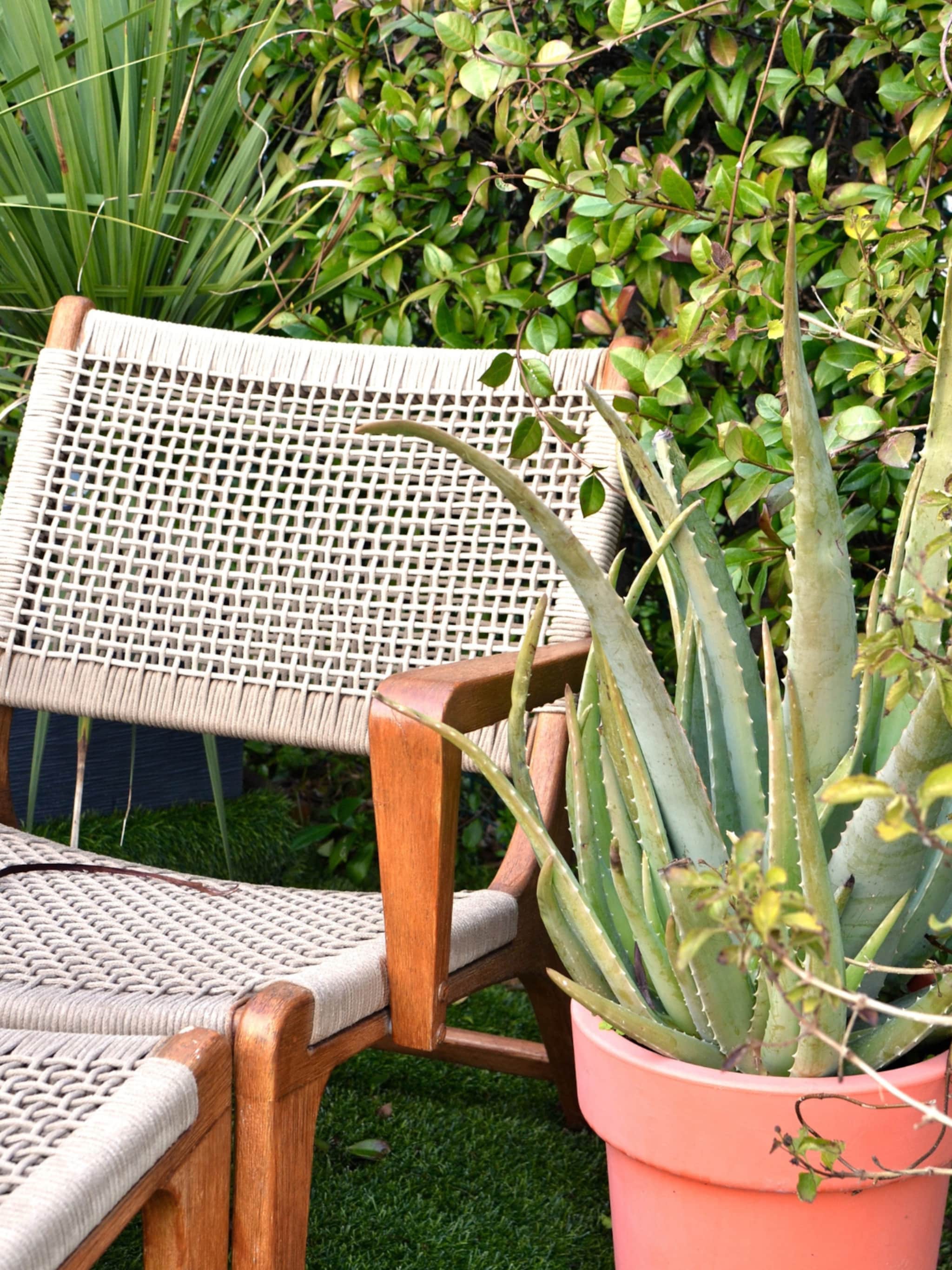 aloe vera stekken doe je in deze 7 stappen