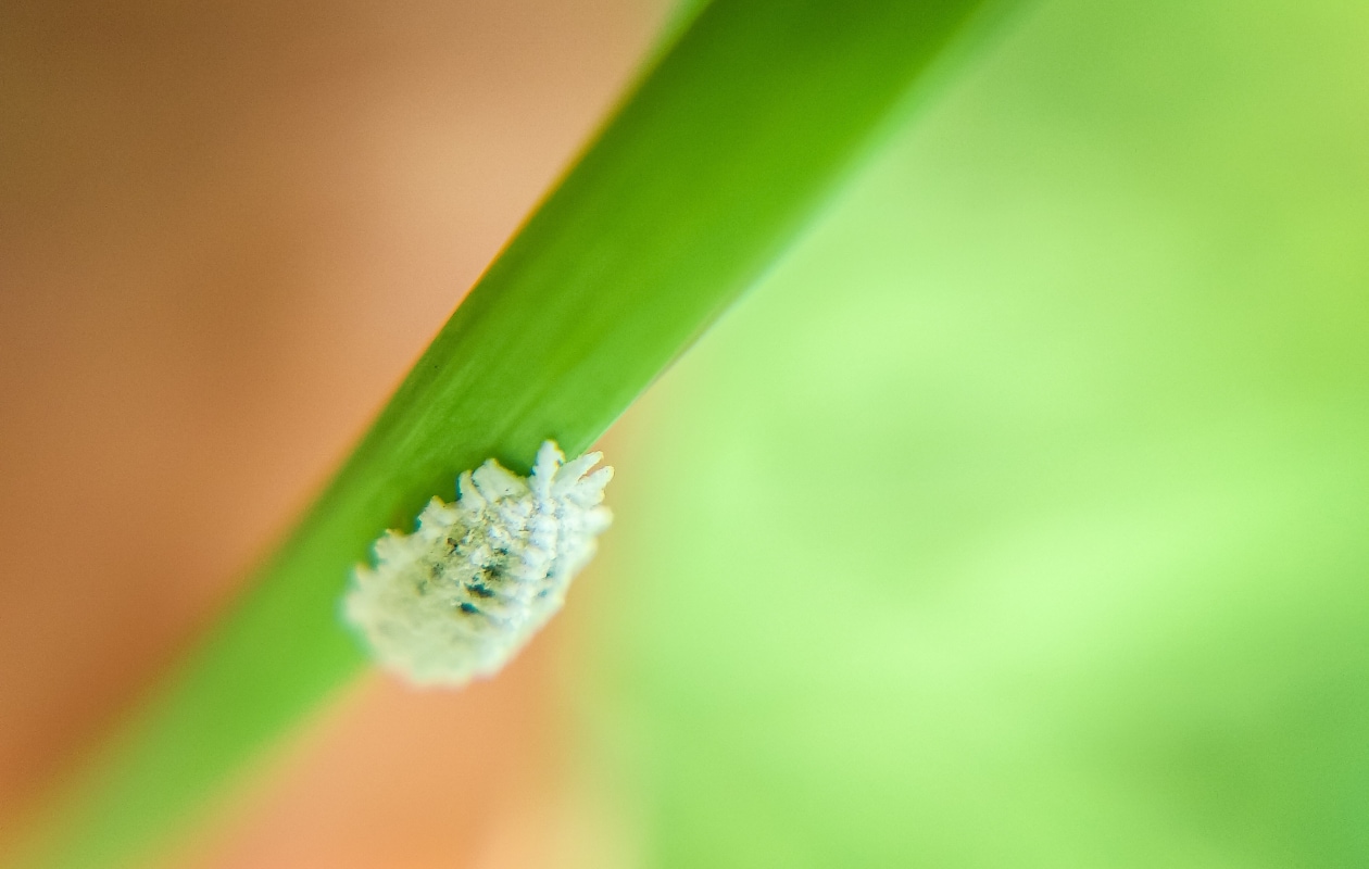 Wolluis Unsplash