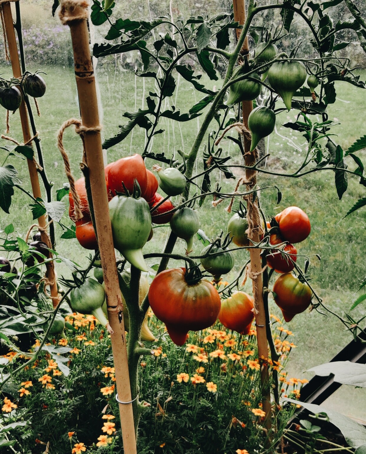 Tomaten moestuin fotografie Vivian Hoebe en Mark Mulder