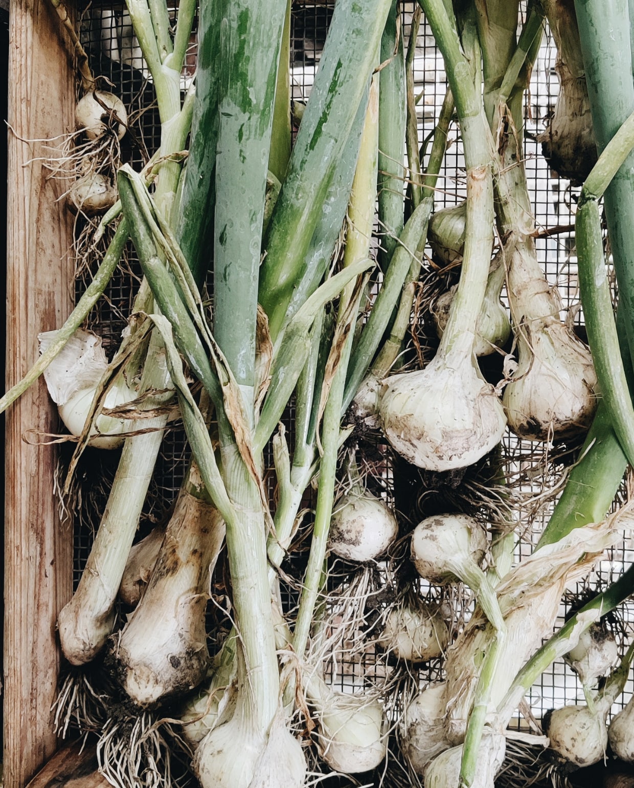 Moestuin oogst prei fotografie Vivian Hoebe en Mark Mulder