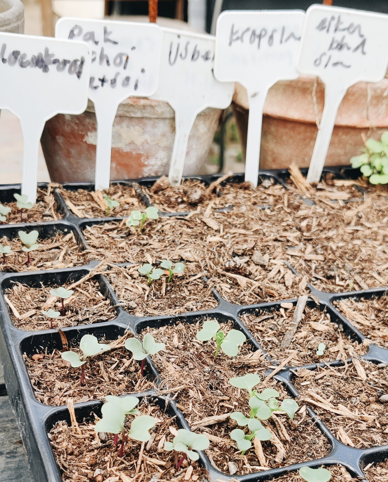 Kruiden in de moestuin fotografie Vivian Hoebe en Mark Mulder