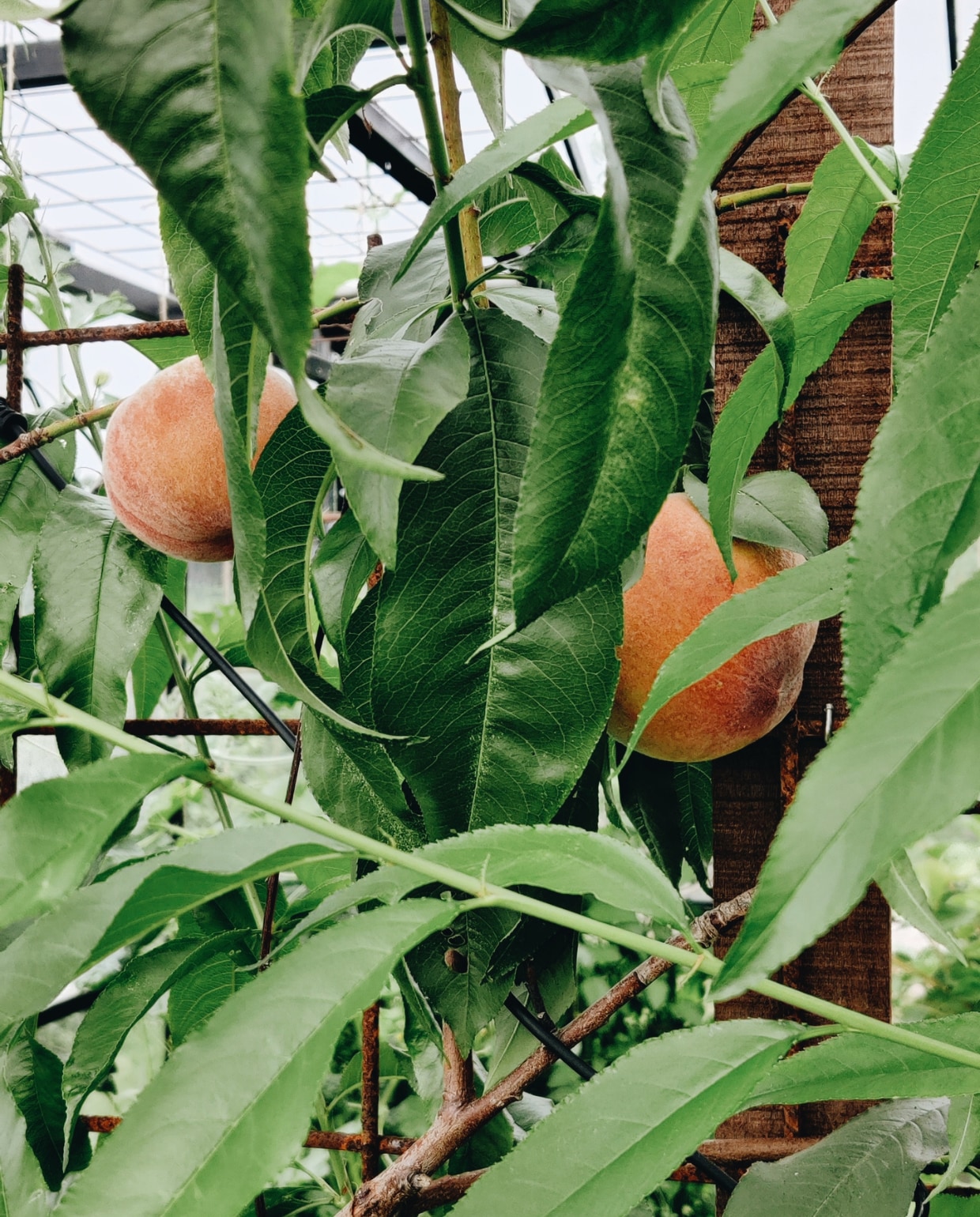 Oogst moestuin fotografie Vivian Hoebe en Mark Mulder