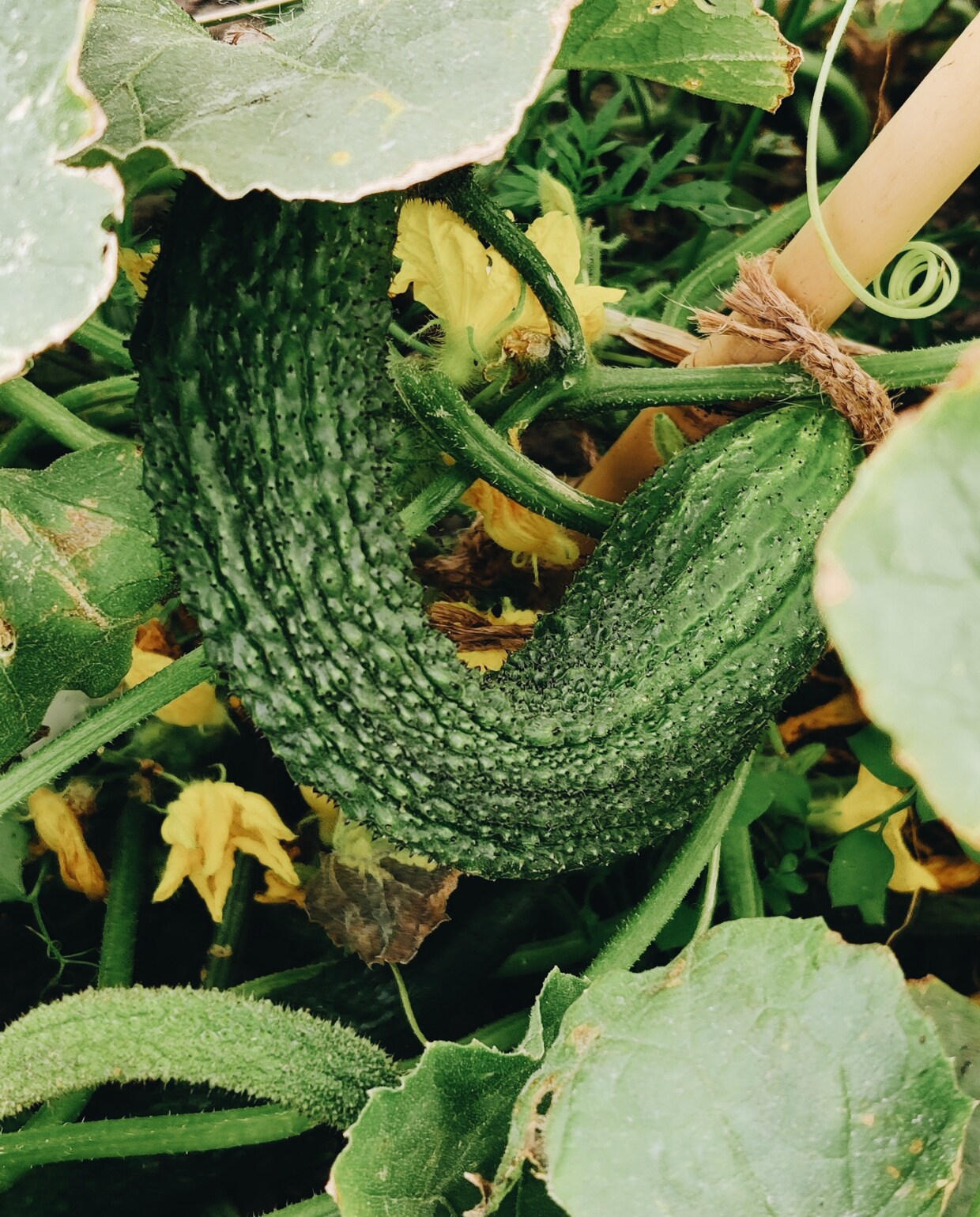 Oogst moestuin van Vivian en Mark fotografie Vivian Hoebe en Mark Mulder