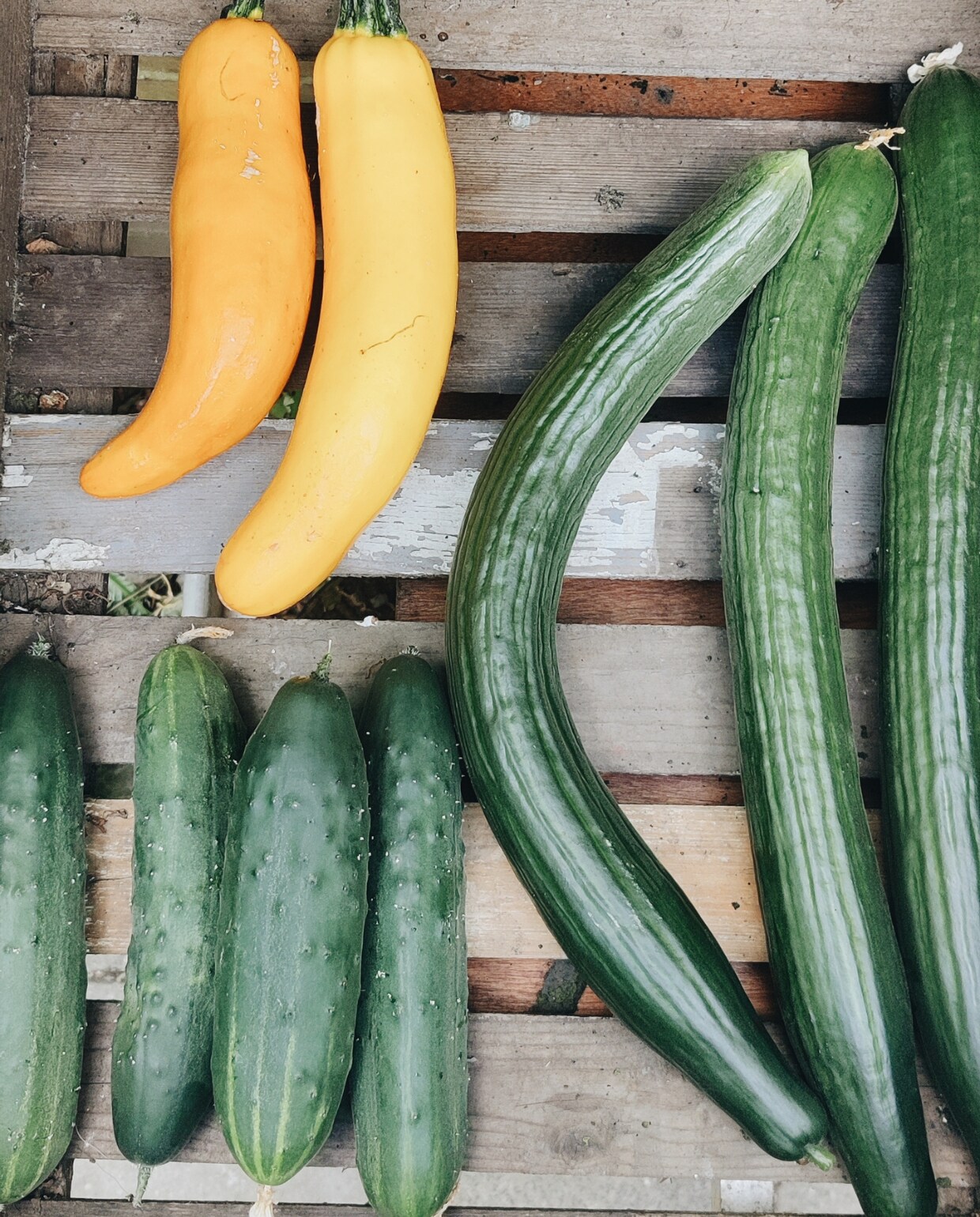 Oogst moestuin, komkommers, wortels en courgette fotografie Vivian Hoebe en Mark Mulder