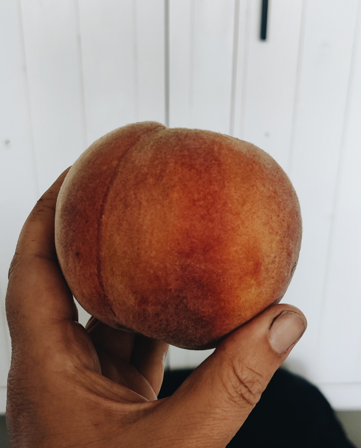 Nectarine oogt uit de moestuin van Vivian en Mark fotografie Vivian Hoebe en Mark Mulder