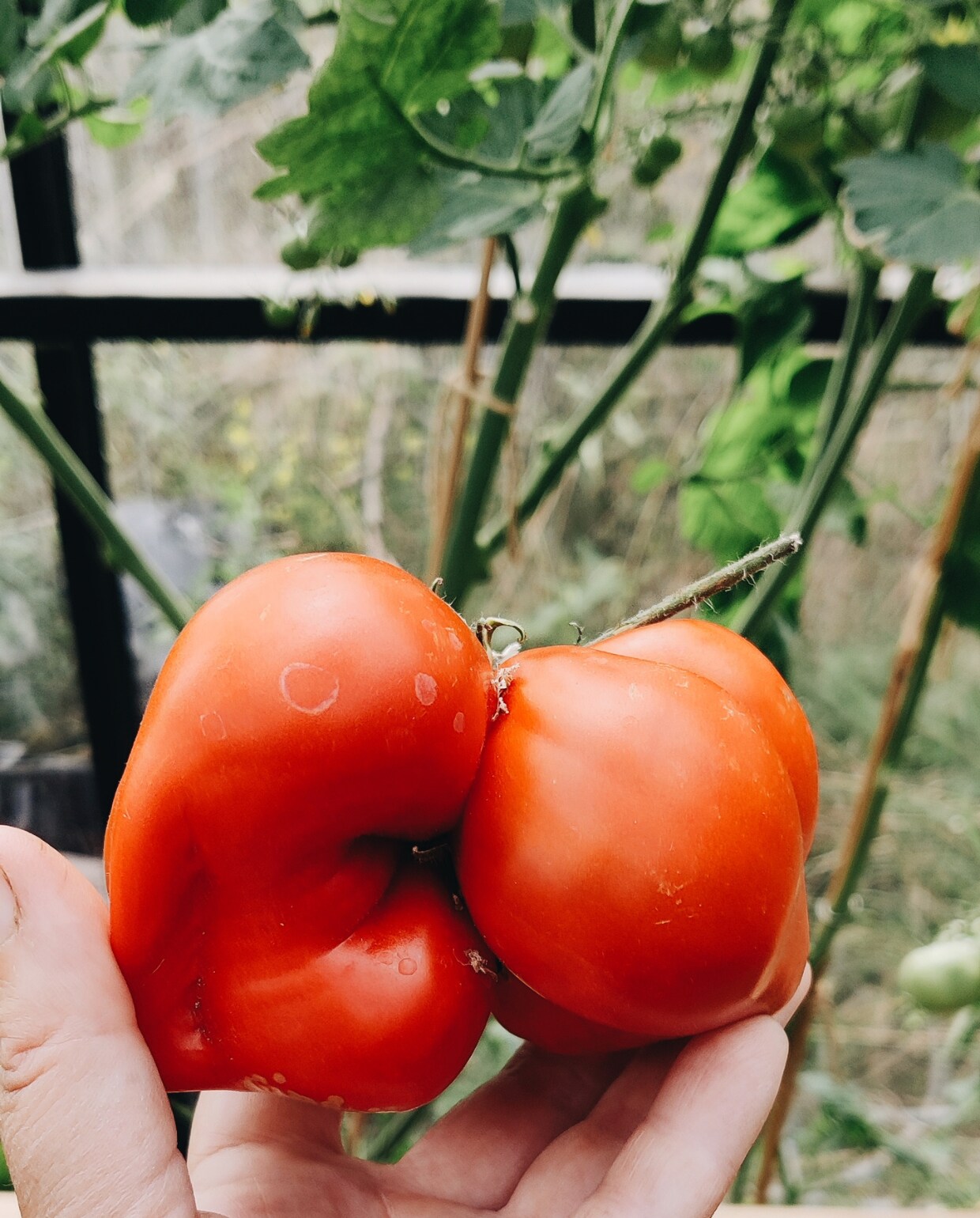 Tomaten oogst uit de moestuin van Vivian en Mark fotografie Vivian Hoebe en Mark Mulder