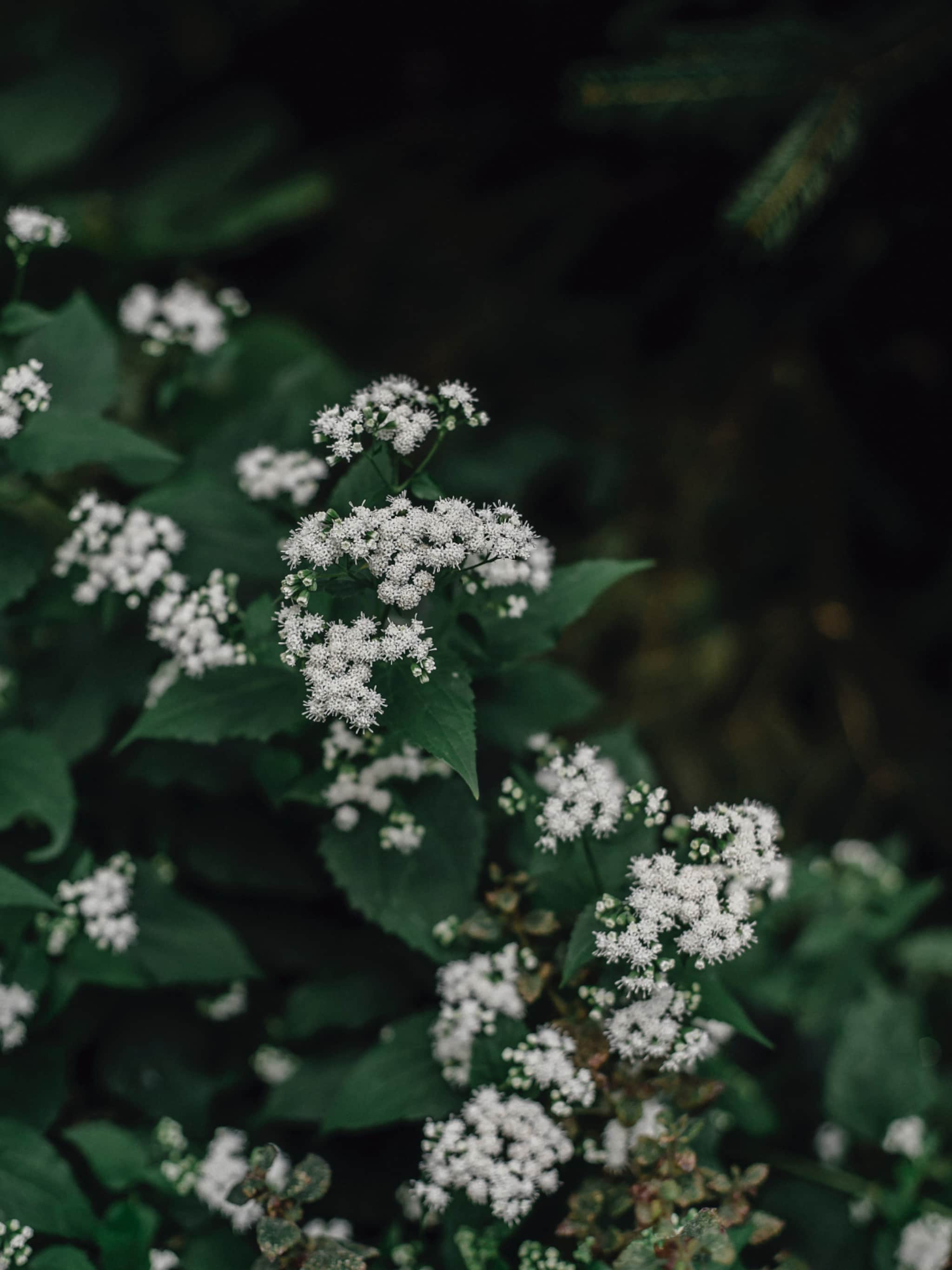 planten niet snoeien in de zomer