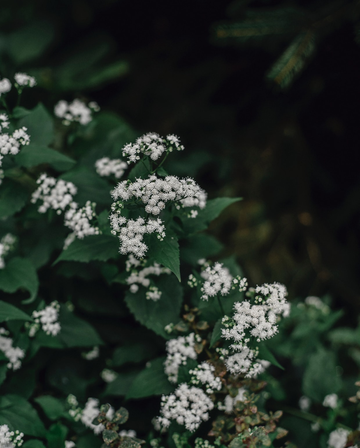 Sneeuwbal (Viburnum) Pexels.com